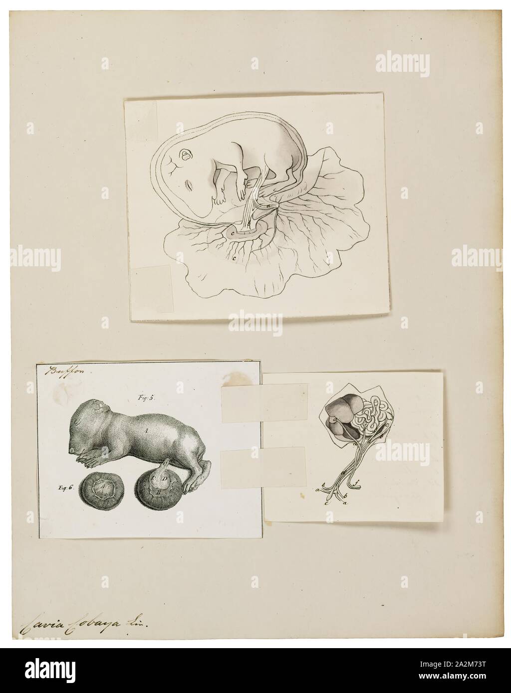 Cavia cobaya, Imprimer, le cobaye ou cochon domestique (Cavia porcellus), également connu sous le nom de Cavia domestique ou cavia, est une espèce de passereau appartenant à la famille des Caviidae et le genre Cavia. Malgré leur nom commun, les cochons ne sont pas indigènes à la Guinée, et ils ne sont pas biologiquement lié aux porcs, et l'origine du nom est encore peu clair. Ils ont été créés dans les Andes en Amérique du Sud, et des études basées sur la biochimie et l'hybridation suggèrent qu'ils sont domestiqués descendants d'une espèce voisine de Cavia tschudii comme C., et donc n'existent pas naturellement dans la nature Banque D'Images