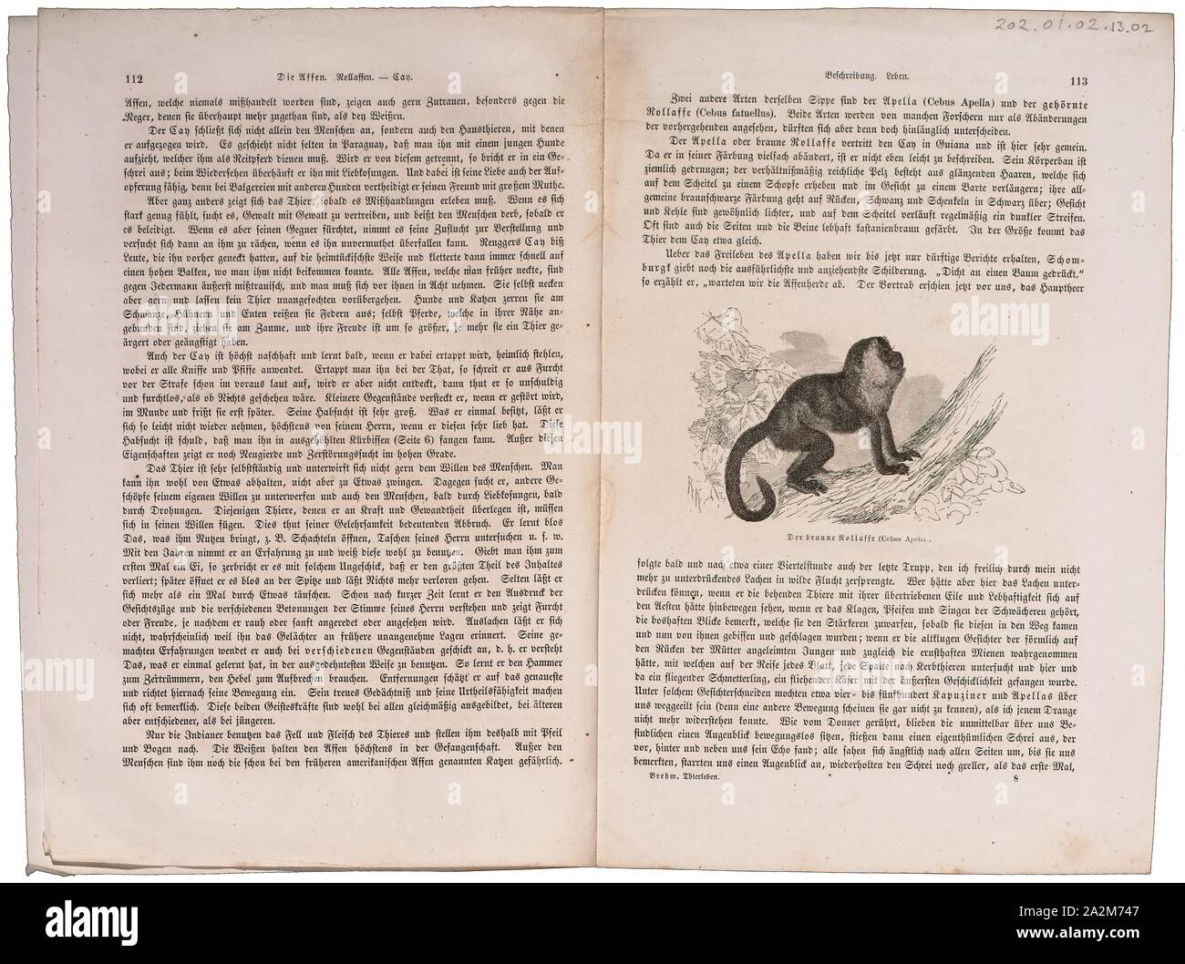 Apella Cebus, Imprimer,'apella (Sapajus), également connu sous le nom de Brown, capucin capucin à tête noire, ou la broche monkey est un monde nouveau primat de l'Amérique du Sud. Comme traditionnellement défini, c'est l'un des primates les plus répandues dans la Région néotropicale, mais il a récemment été recommandé d'étudier le à rayures noir, noir et golden-bellied capucins comme espèces distinctes dans un nouveau genre, ce qui a pour effet de limiter l'à l'Amazonie et des régions voisines, 1700-1880. Banque D'Images