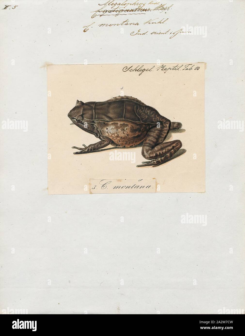 Ceratophrys montana, Imprimer, Ceratophrys est un genre de la famille des Ceratophryidae. Ils sont également connus comme les grenouilles-duc d'Amérique du Sud ainsi que les grenouilles Pacman en raison de leur caractéristique de forme circulaire et à grande bouche, qui rappelle le personnage de jeu vidéo Pac-Man, 1700-1880. Banque D'Images