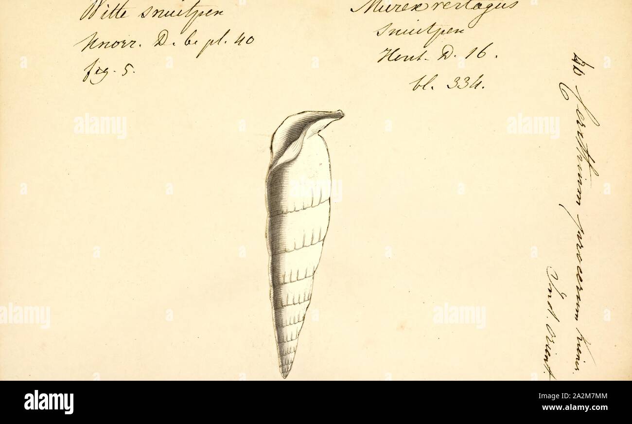 Cerithium procerum, Imprimer, Cerithium est un genre de petite à moyenne taille de la famille, l'ceriths Cerithiidae Banque D'Images