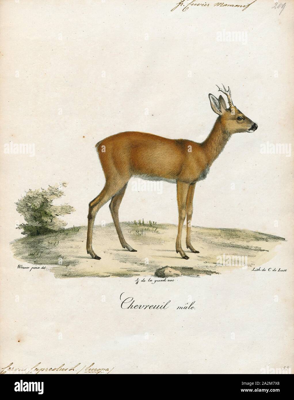 Cervus capreolus, le chevreuil, d'impression, 1818-1842 Banque D'Images