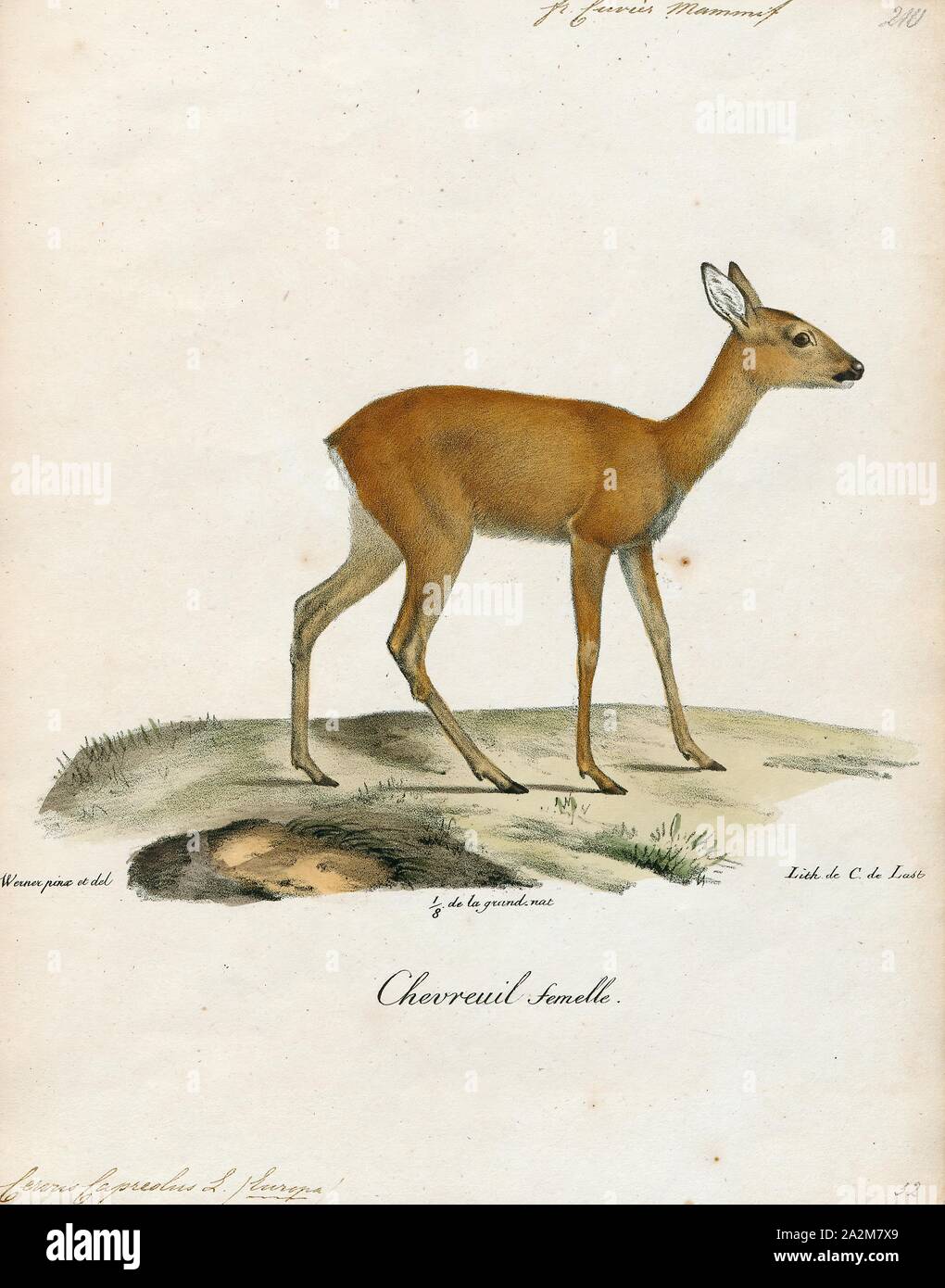 Cervus capreolus, le chevreuil, d'impression, 1818-1842 Banque D'Images