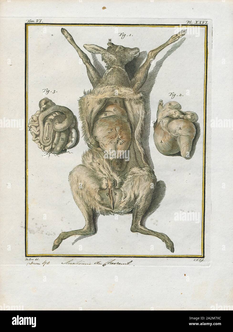 Anatomy deer Banque de photographies et d’images à haute résolution Alamy — free download