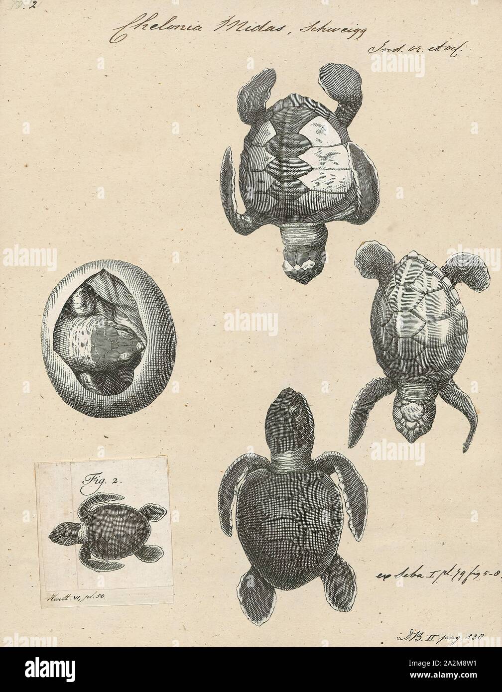 Chelonia midas, Print, 1700-1880 Banque D'Images