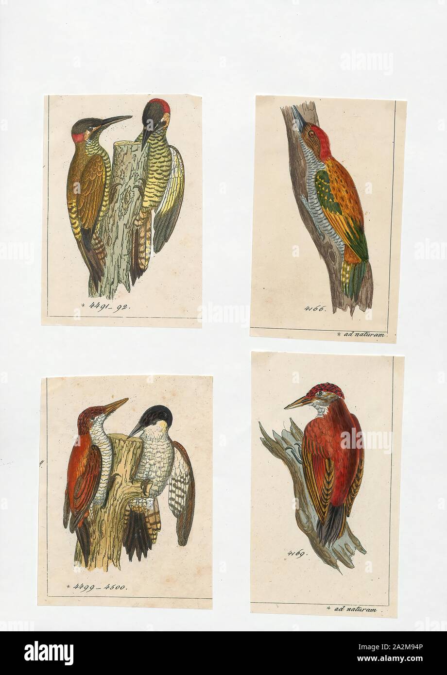 Chloronerpes, Imprimer, 1700-1880 Banque D'Images