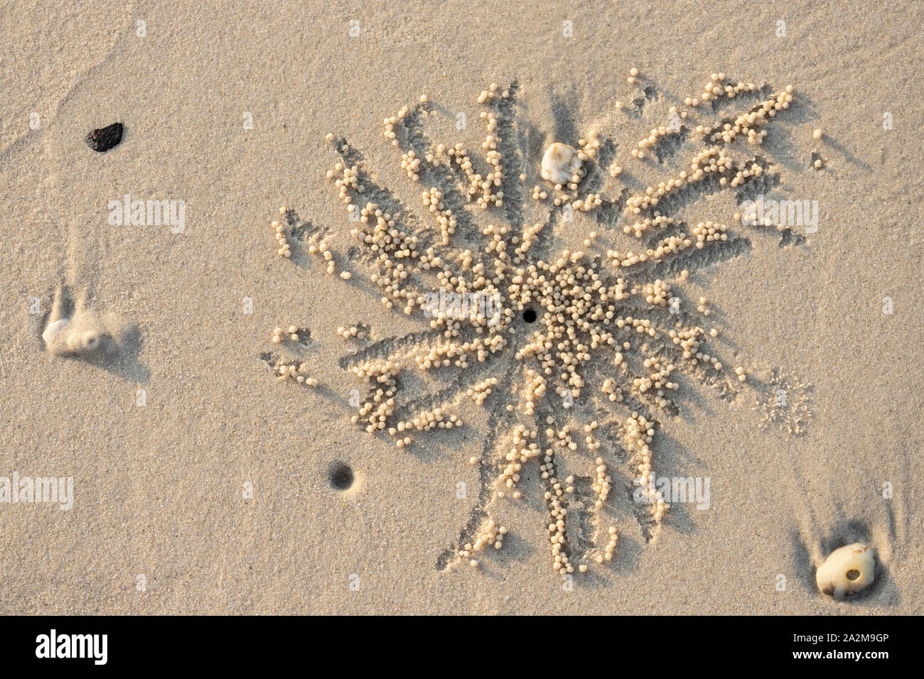 Trou et billes d'un minuscule crabe bubbler sur une plage de Thaïlande Banque D'Images