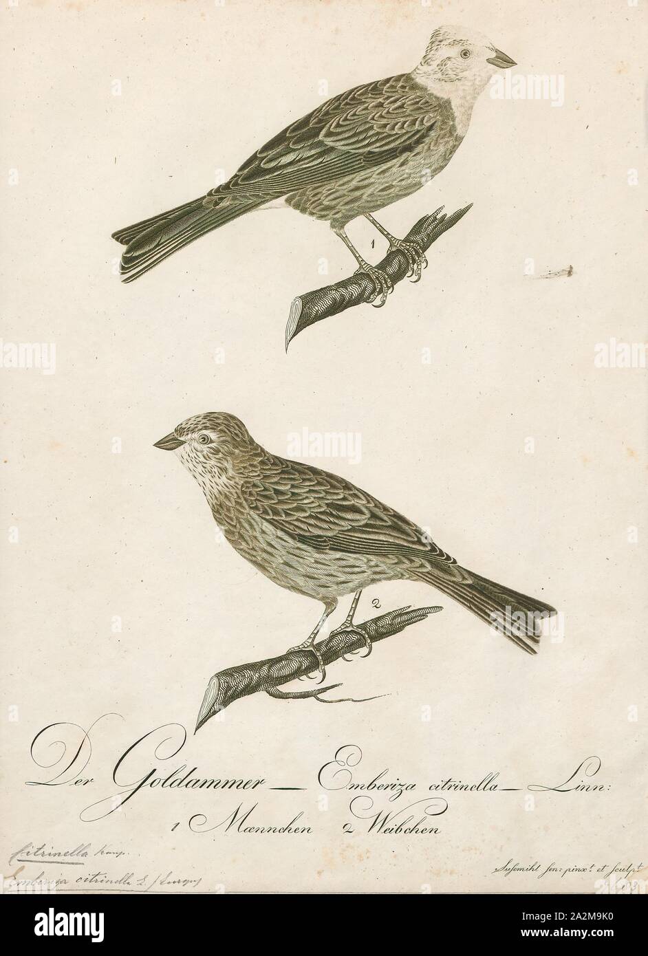 Citrinella citrinella, Imprimer, 1800-1812 Banque D'Images