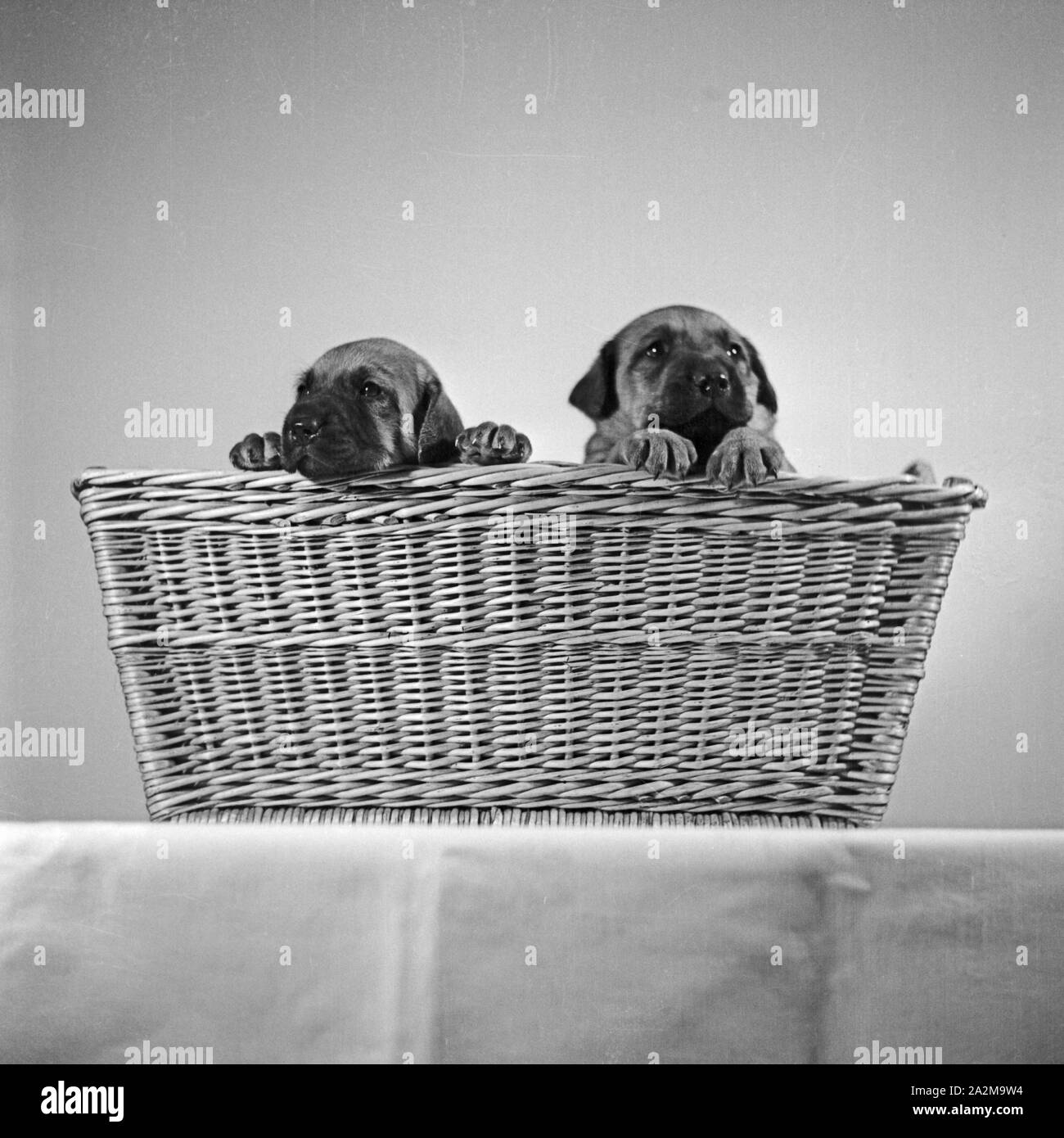 Zwei kleine Hundwelpen in einem Korb, Deutschland 1930er Jahre. Deux petits chiots dans un panier, Allemagne 1930. Banque D'Images