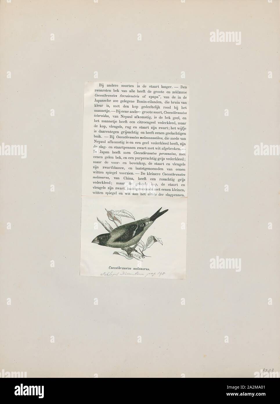 Coccothraustes coccothraustes melanura, Imprimer, est un genre de la famille des Fringillidae (1872), Banque D'Images