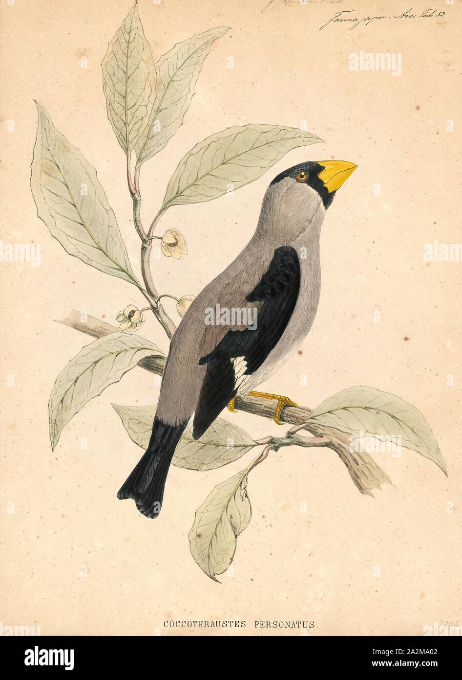 Coccothraustes coccothraustes personata, Imprimer, est un genre de la famille des Fringillidae (1833-1850), Banque D'Images