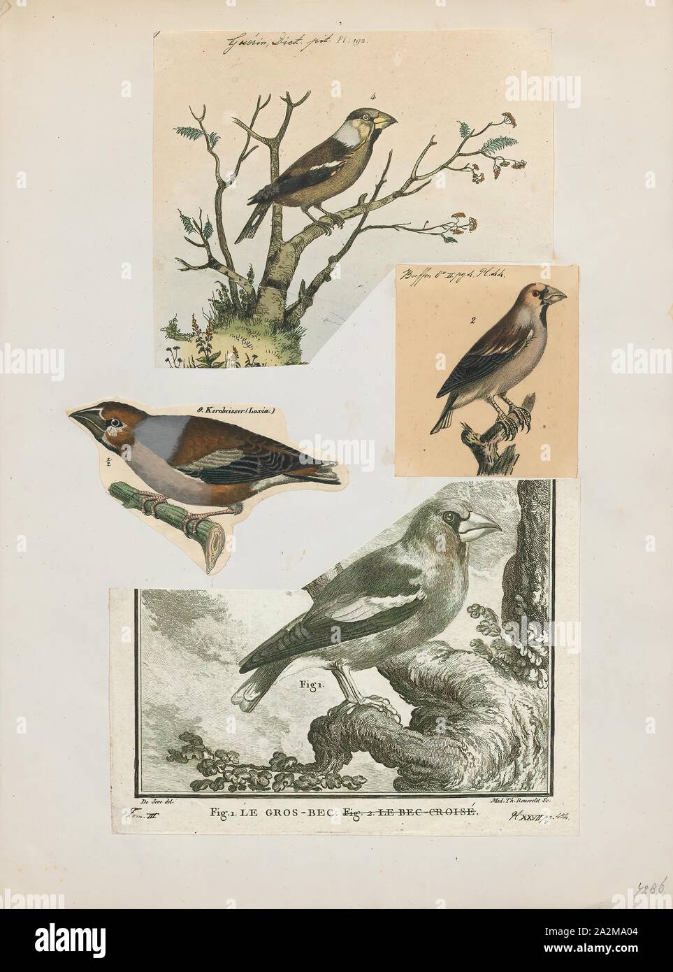 Coccothraustes coccothraustes vulgaris, d'impression, est un genre de la famille des Fringillidae (1700-1880), Banque D'Images