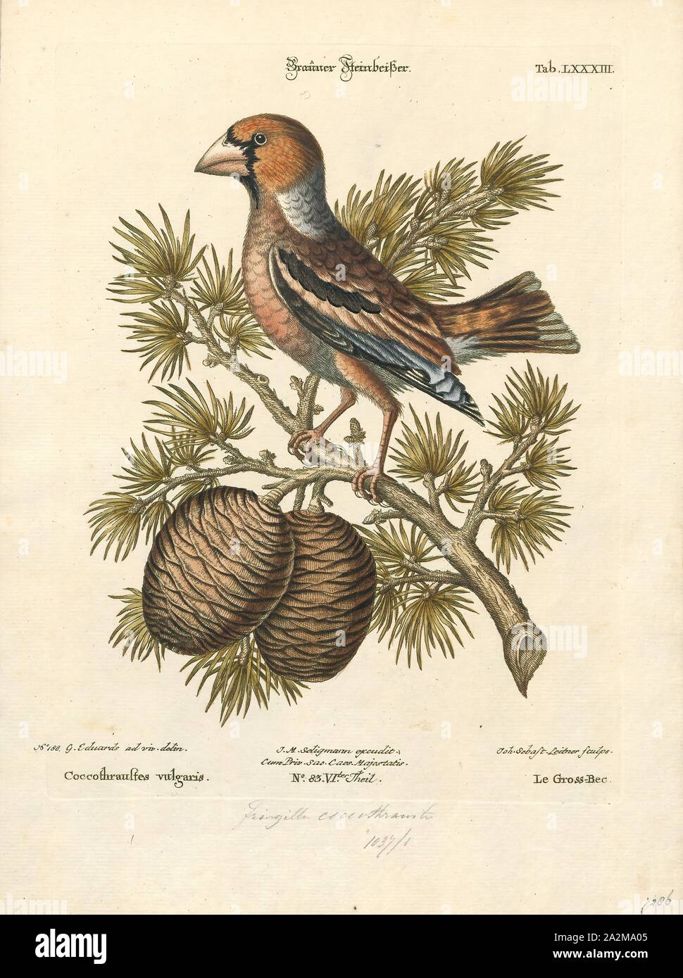Coccothraustes coccothraustes vulgaris, d'impression, est un genre de la famille des Fringillidae (1700-1880), Banque D'Images