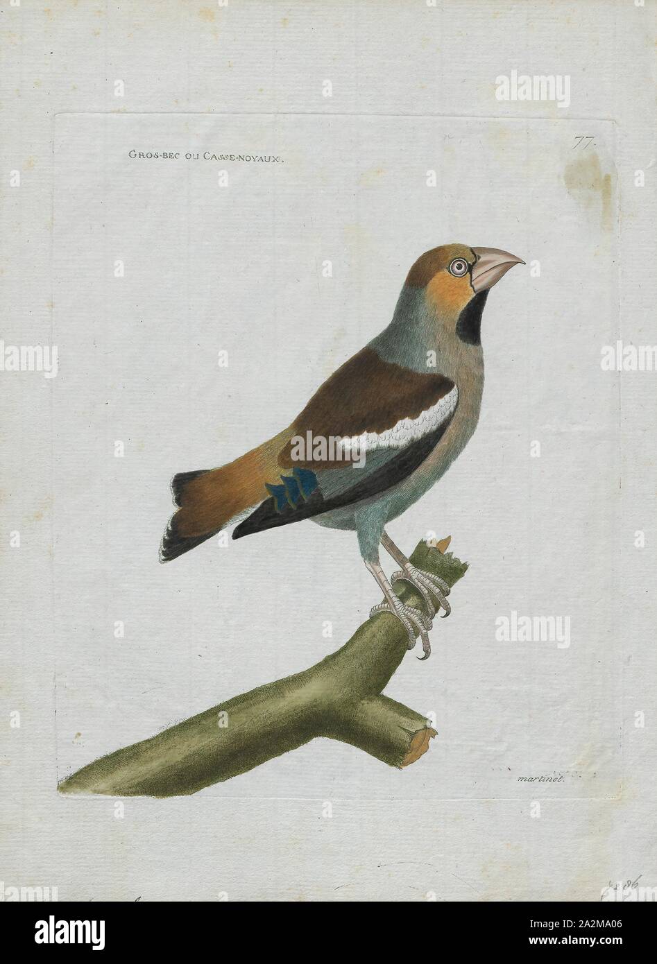 Coccothraustes coccothraustes vulgaris, d'impression, est un genre de la famille des Fringillidae (1790-1796), Banque D'Images