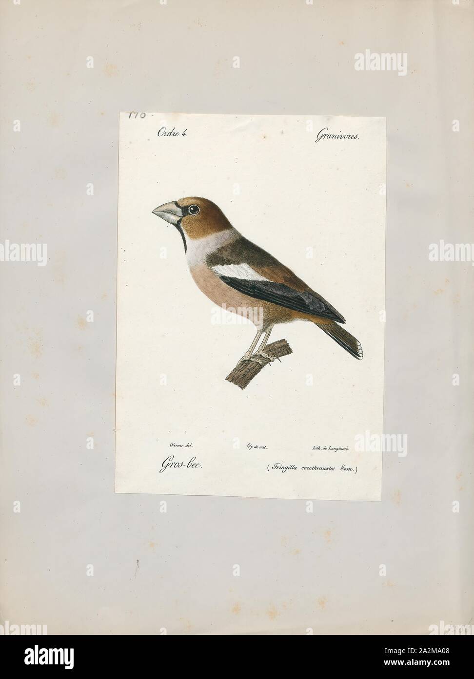Coccothraustes coccothraustes vulgaris, d'impression, est un genre de la famille des Fringillidae (1842-1848), Banque D'Images