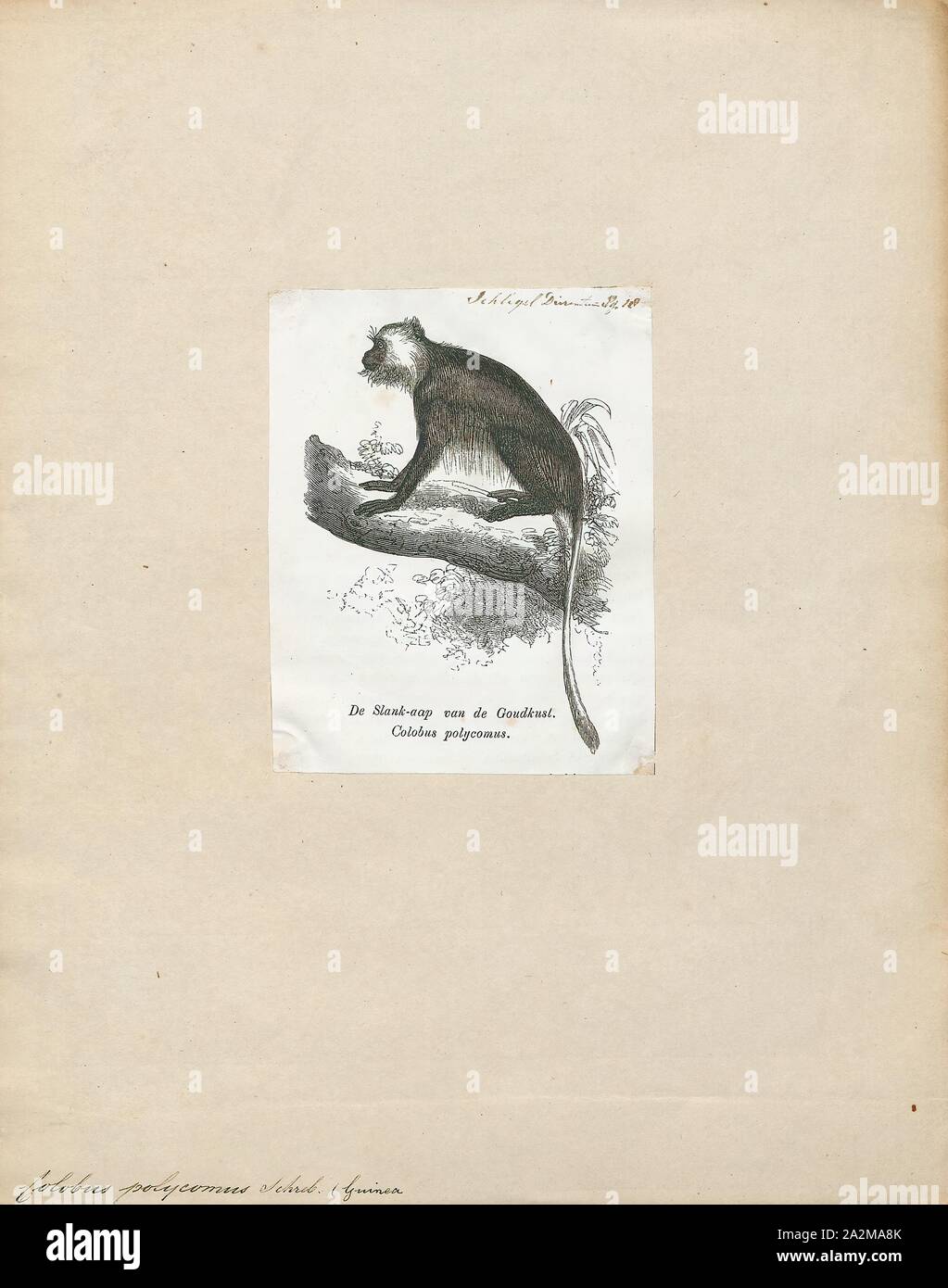 Polycomus colobus, Imprimer, noir et blanc, colobus noir et blanc (ou ...
