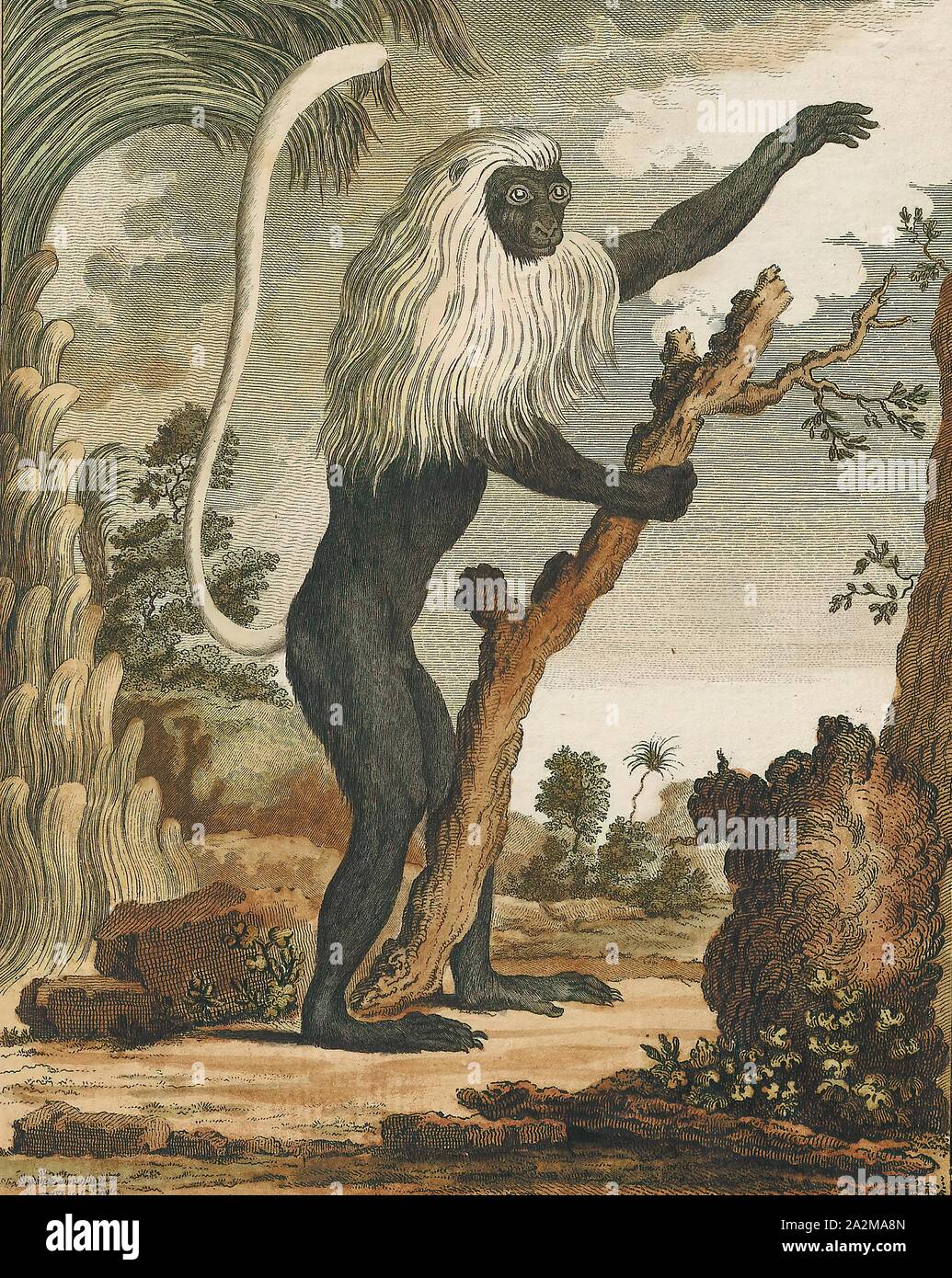 Polycomus colobus, Imprimer, noir et blanc, colobus noir et blanc (ou colobuses colobi) sont l'Ancien Monde du genre Colobus, originaire d'Afrique. Elles sont étroitement liées à la singes colobus rouge du genre Piliocolobus., 1700-1880 Banque D'Images