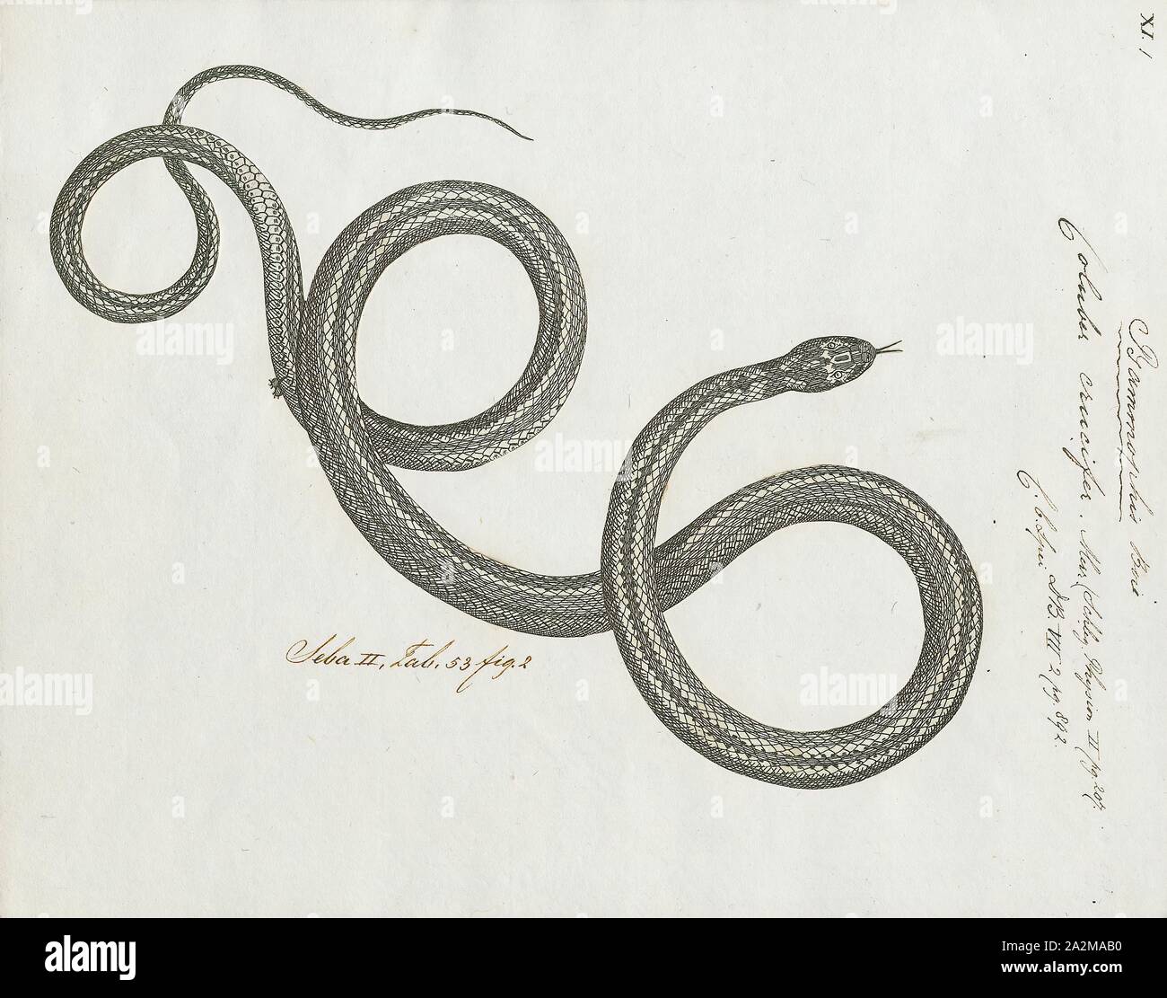 Coluber crucifer, Imprimer, l'racer, l'Racer Coluber constrictor) est une espèce de serpent dans nonvenomous la famille Colubridae. L'espèce est endémique à l'Amérique du Nord et en Amérique centrale. Onze sous-espèces, y compris la sous-espèce nominotypical, sont reconnus, qui, en tant que groupe, sont généralement connus sous le nom de Eastern racers. L'espèce est monotypique dans le genre Coluber., 1734-1765 Banque D'Images