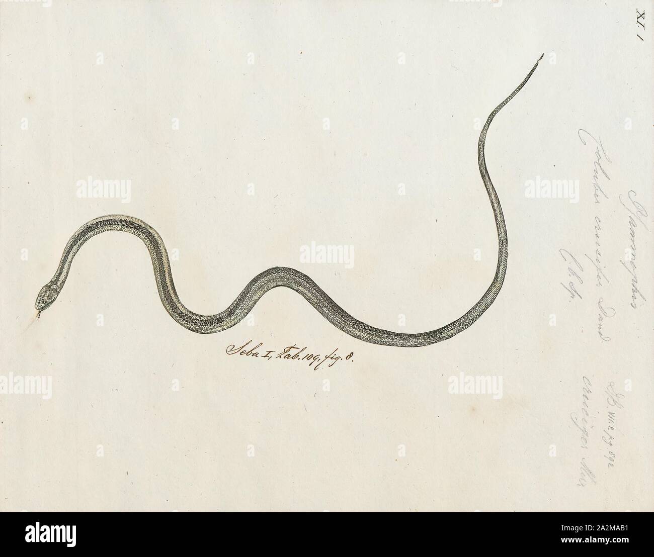 Coluber crucifer, Imprimer, l'racer, l'Racer Coluber constrictor) est une espèce de serpent dans nonvenomous la famille Colubridae. L'espèce est endémique à l'Amérique du Nord et en Amérique centrale. Onze sous-espèces, y compris la sous-espèce nominotypical, sont reconnus, qui, en tant que groupe, sont généralement connus sous le nom de Eastern racers. L'espèce est monotypique dans le genre Coluber., 1734-1765 Banque D'Images