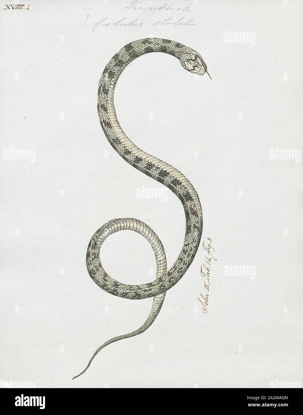 Coluber stolatus, Imprimer, le bar rayé (keelback buff Amphiesma stolatum) est une espèce de serpents colubridae nonvenomous sur l'Asie. C'est la seule espèce du genre Amphiesma. C'est un serpent non agressifs en général qui se nourrit de grenouilles et crapauds. Il appartient à la sous-Natricinae, et est étroitement liée à des serpents d'eau et des couleuvres. Il ressemble à une version asiatique de la couleuvre de l'américain. Il est tout à fait un serpent commun mais est rarement vu, 1700-1880. Banque D'Images