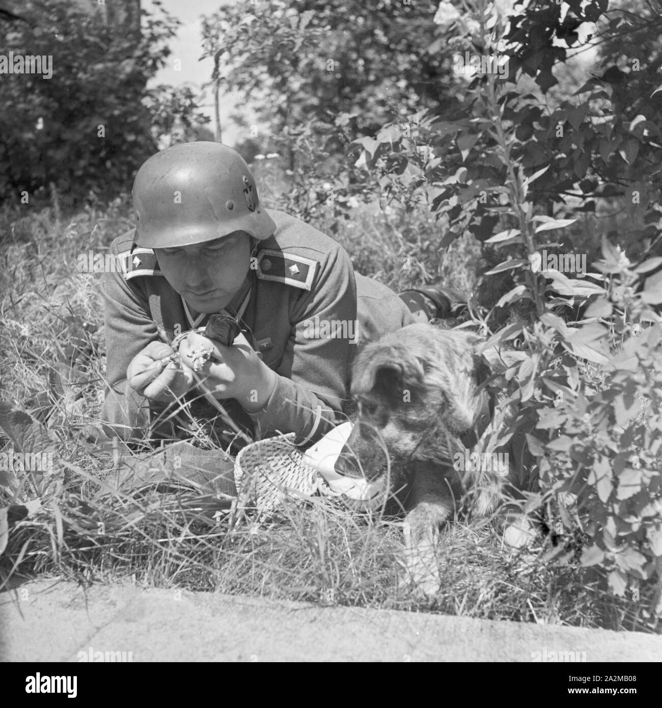 Original-Bildunterschrift : die vom Hund dans die vorderste Linie getragene Brieftaube wird mit einer Hülse am Fuß, die die Meldung enthält, zurückgeschickt, Deutschland 1940er Jahre. Le pigeon voyageur, apporté par un chien de la ligne de front, est envoyé en retour avec un message, l'Allemagne des années 40. Banque D'Images