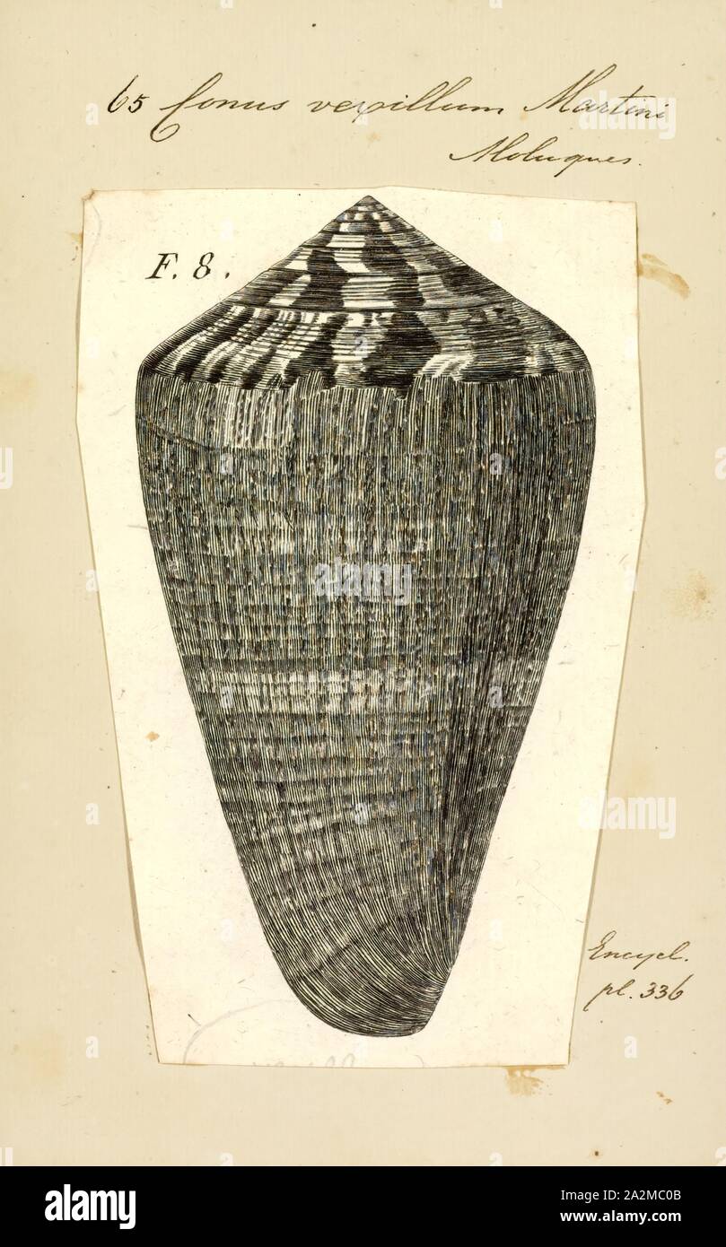 Conus vexillum, Imprimer, Conus vexillum, nom commun le vexillum cône ou le cône du pavillon, est une espèce de pseudoscorpions de la famille des ., le cône d'escargots et leurs alliés Banque D'Images