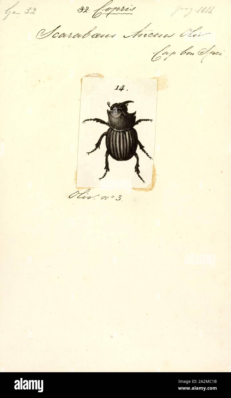 Copris, Imprimer, Copris est un genre de coléoptères coprophages dans la tribu Coprini (sous-famille des Scarabaeinae) de la famille de Scarab. Elle comprend plus de 250 espèces de tunnel et a une distribution à peu près dans le monde entier Banque D'Images