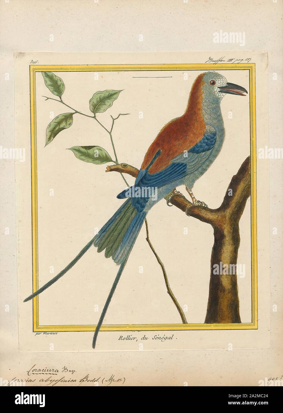 Coracias abyssinica, Imprimer, l'Abyssin (Coracias abyssinicus) Rouleau, Rouleau ou le Sénégal, est un membre de la famille d'oiseaux qui niche dans l'Afrique tropicale dans une ceinture au sud du Sahara, connu comme le Sahel. Il est résident dans la partie sud de son aire de reproduction du nord, mais les populations sont de courtes distances à des migrants, déménagement plus au sud après la saison humide., 1700-1880 Banque D'Images