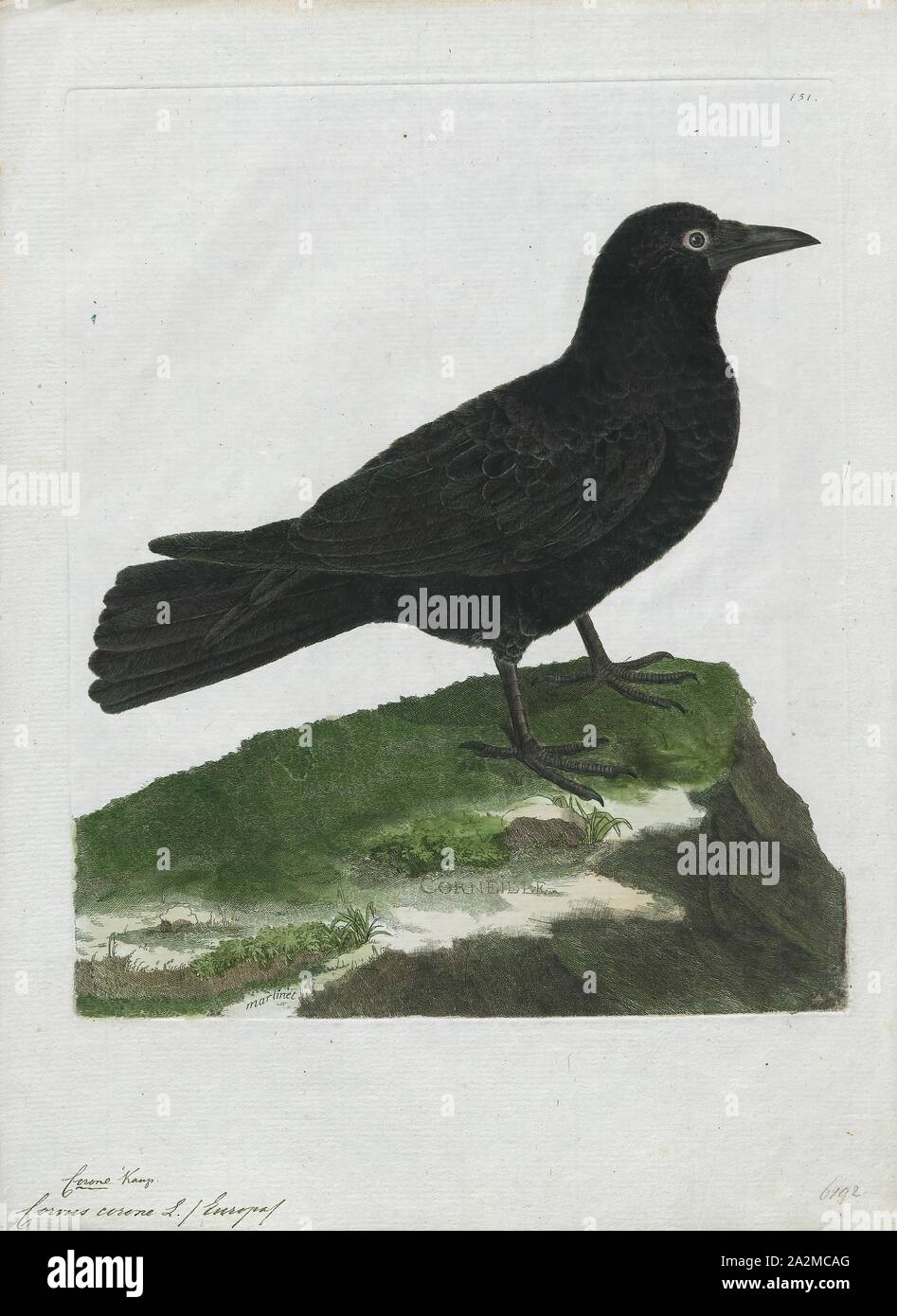 Corvus corone, d'impression, de la corneille noire (Corvus corone) est un passereau de la famille des Corvidae et le genre Corvus qui est originaire d'Europe de l'ouest et d'Asie., 1790-1796 Banque D'Images