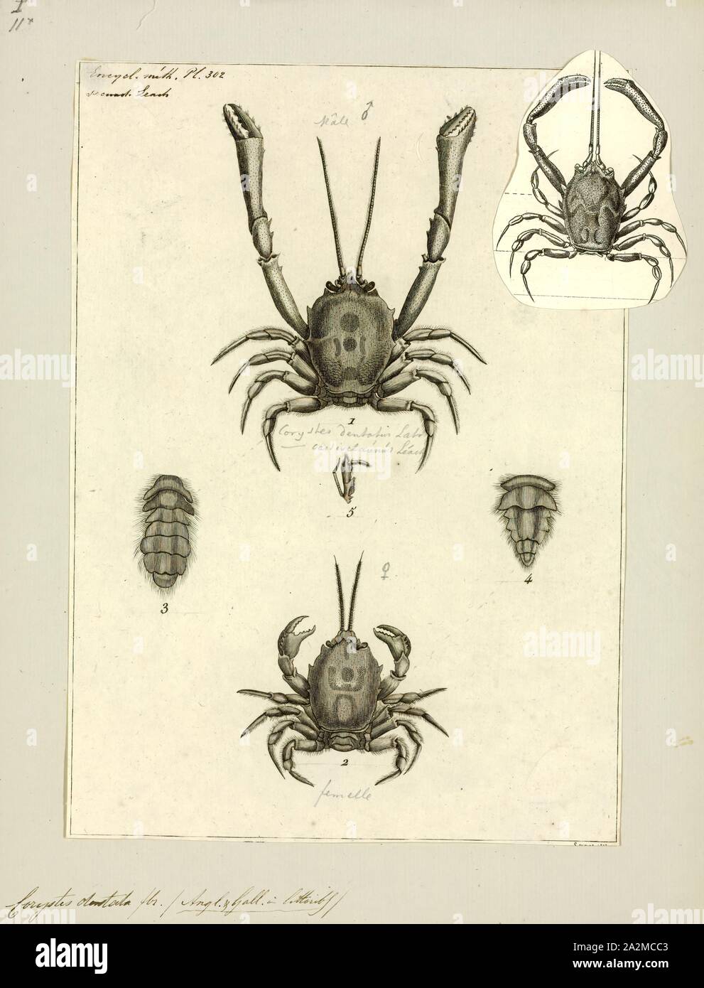 Dentata Corystes Corystes Cassivelaunus Imprimer Le Crabe Masque Casque Ou Crabe Crabe De Sable Est Un Crabe Fouisseur De L Atlantique Nord Et De La Mer Du Nord Du Portugal A La Norvege