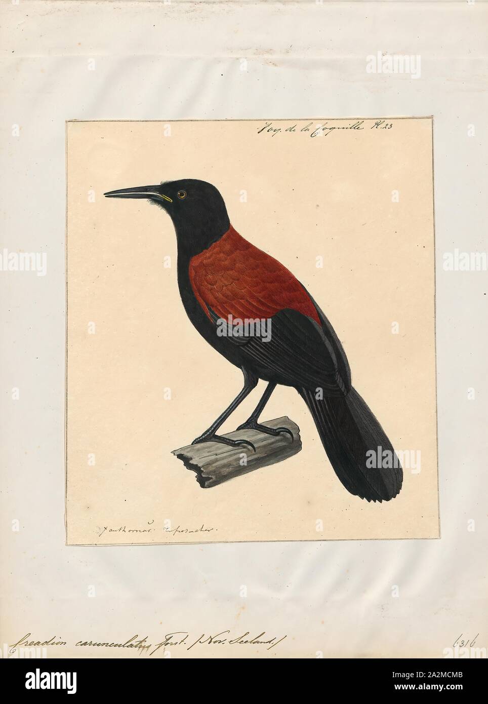 Creadion carunculatus, Imprimer, l'île du Sud saddleback ou tīeke (Philesturnus carunculatus) est un oiseau de la forêt dans la Nouvelle Zélande wattlebird famille qui est endémique à l'île du sud de Nouvelle-Zélande. L'Île du Nord et saddleback cette espèce était auparavant considérées comme conspécifiques. Le ministère de la conservation en ce moment a l'île du Sud saddleback désignées en péril--en déclin., 1825-1839 Banque D'Images