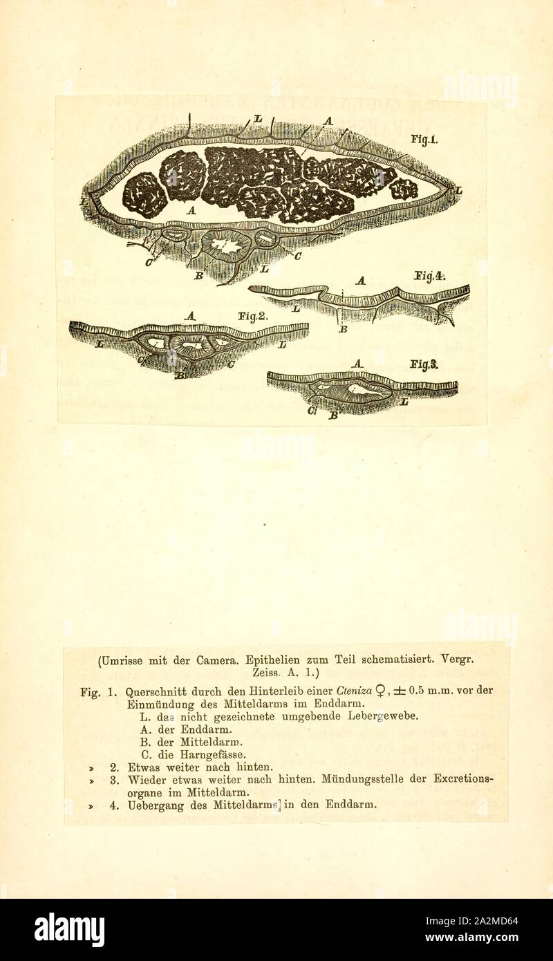 Cteniza, Imprimer Cteniza est un genre de trappe du Vieux Monde araignées trouvés en France et en Italie, d'abord décrite par Pierre André Latreille en 1829., il ne contient que trois espèces : ch. genevieveae, C., et C. sauvagesi moggridgei Banque D'Images