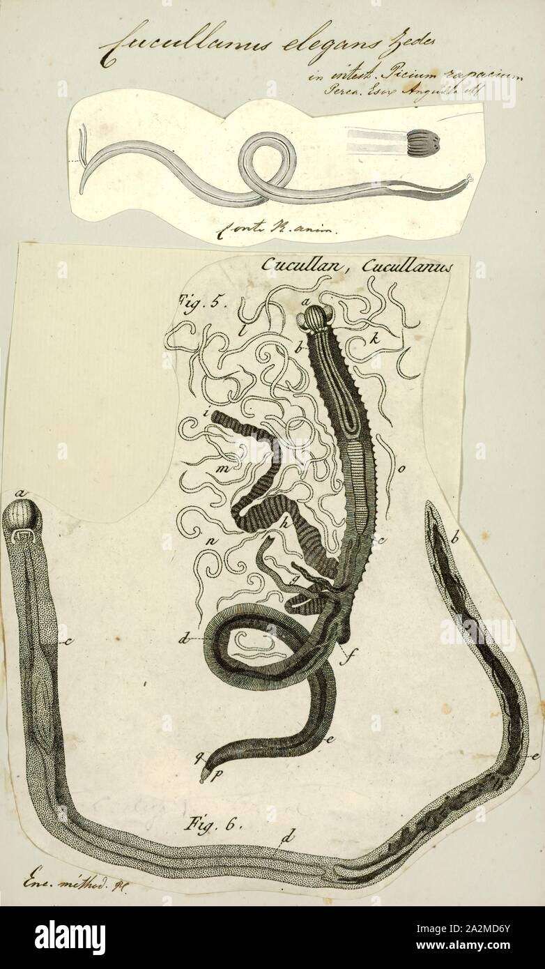 Elegans Cucullanus, Imprimer, Cucullanus elegans est une espèce de nématode parasite. C'est un endoparasite des perchaudes (Perca fluviatilis Banque D'Images