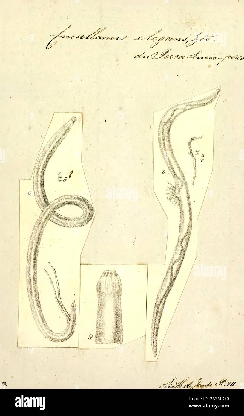 Elegans Cucullanus, Imprimer, Cucullanus elegans est une espèce de nématode parasite. C'est un endoparasite des perchaudes (Perca fluviatilis Banque D'Images