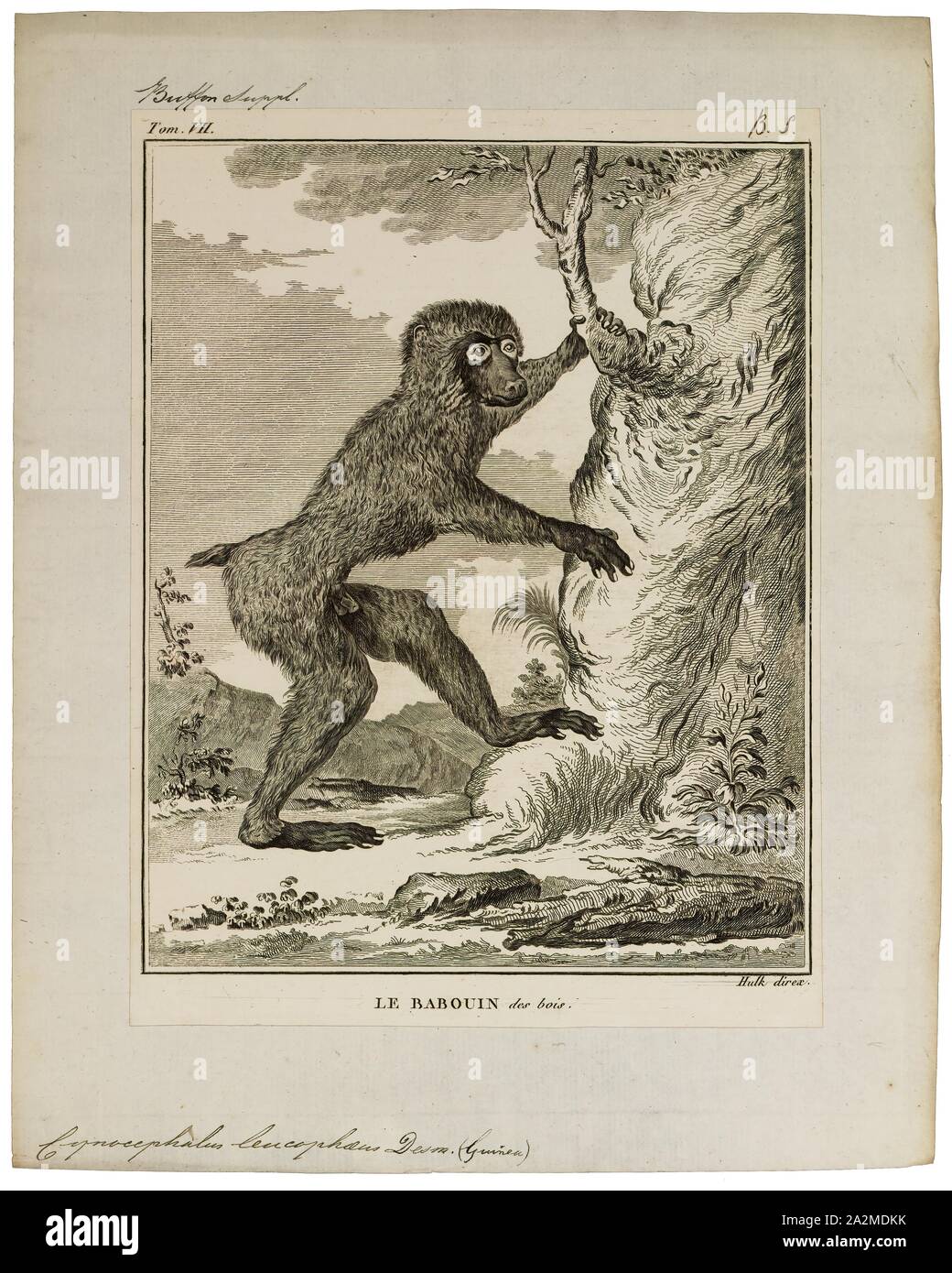 Cynocephalus leucophaeus, Imprimer, le lémurien volant Philippine Philippine ou colugo (Cynocephalus volans), connu localement comme kagwang, est l'une des deux espèces de lémuriens colugo ou "volants". Il est monotypique de son genre. Bien que l'on appelle un lémurien volant, il ne peut pas voler et n'est pas un lémurien. Au lieu de cela, elle glisse comme il bondit entre les arbres, 1700-1880. Banque D'Images