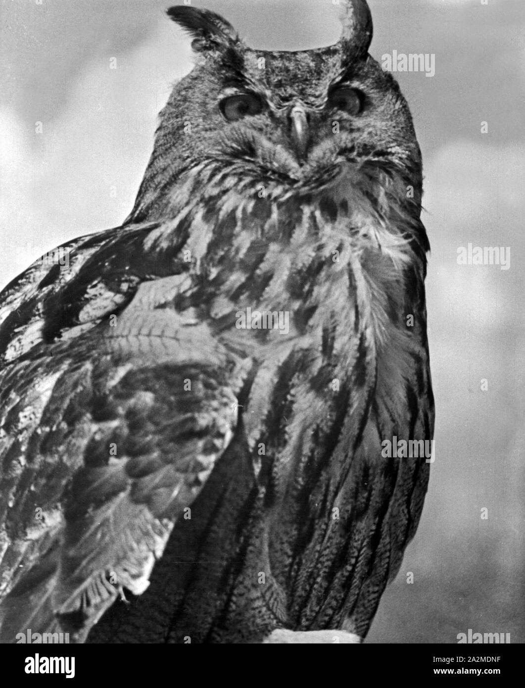 Reproduktion einer - Photos : Eule, Deutschland 1930 er Jahre. Reproduction d'une photographie : owl, Allemagne 1930. Banque D'Images