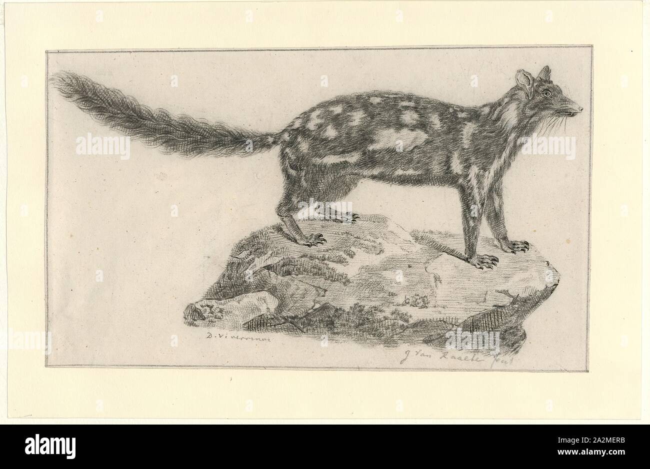 Dasyurus viverrinus, Imprimer, l'quoll (Dasyurus viverrinus), anciennement connue sous le nom de l'indigène cat est une dasyurid carnivore marsupial originaire d'Australie. Ils sont répandus et même localement commune en Tasmanie. Ils ont été considéré comme éteint sur le continent depuis les années 1960, toutefois ont été réintroduits dans les sanctuaires clôturé en 2016, et plus récemment dans la nature en mars 2018. C'est un des six espèces existantes de quolls, 1700-1880. Banque D'Images