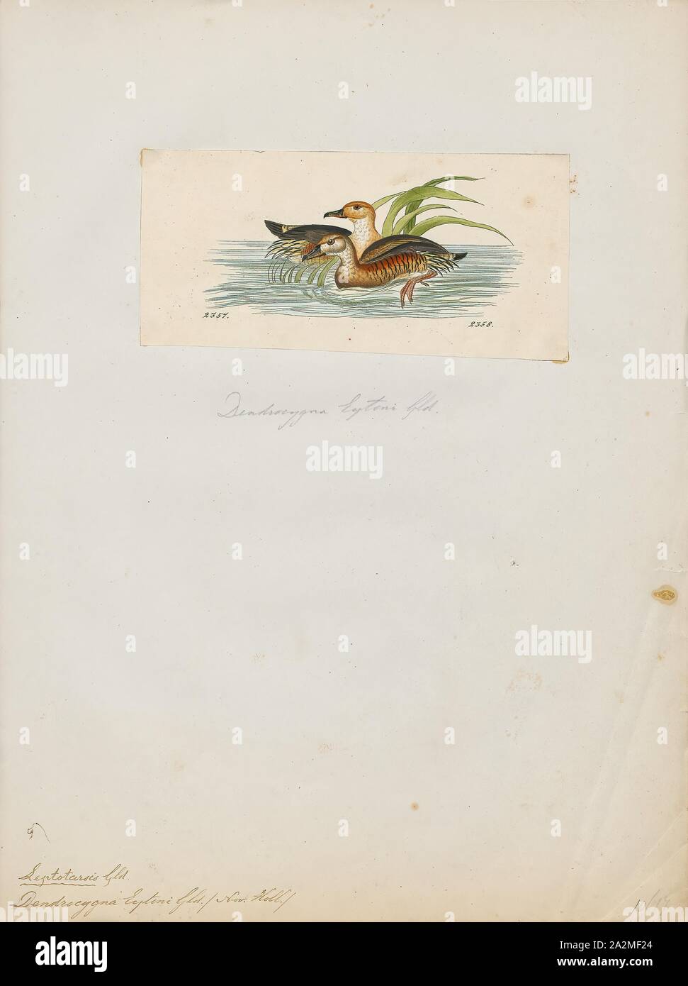 Dendrocygna eytoni, Imprimer, l'empanaché (Dendrocygna eytoni), également appelée l'herbe de canard est un sifflement, sifflement canard qui niche dans l'Australie. C'est un canard de couleur marron principalement avec un long cou et les panaches caractéristiques découlant de ses flancs. Les sexes sont semblables en apparence., 1820-1863 Banque D'Images