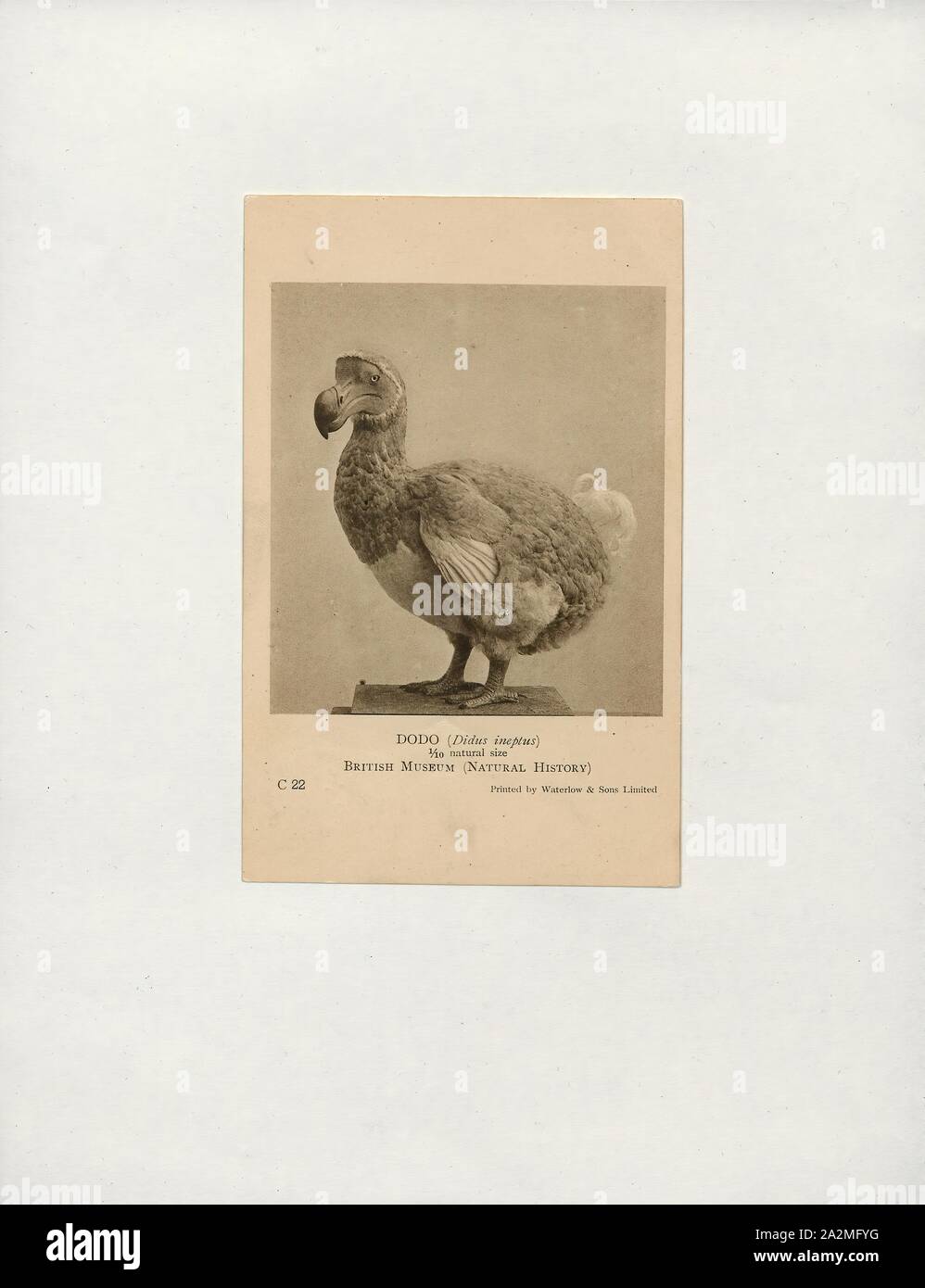Didus ineptus, Imprimer, le dodo (Raphus cucullatus) est une espèce d'oiseau qui est endémique à l'île Maurice, à l'Est de Madagascar dans l'Océan Indien. Le dodo est le plus proche parent génétique était la aussi disparue, le solitaire de Rodrigues deux formant la sous-famille des Raphinae de la famille des pigeons et tourterelles. Le plus proche parent encore vivant du dodo est le pigeon. Un livre blanc a été dodo une fois que suppose l'existence sur l'île voisine de la réunion, mais c'est pensé pour avoir été la confusion sur la base ibis de la réunion et de peintures de dodos blanc, 1700-1880. Banque D'Images