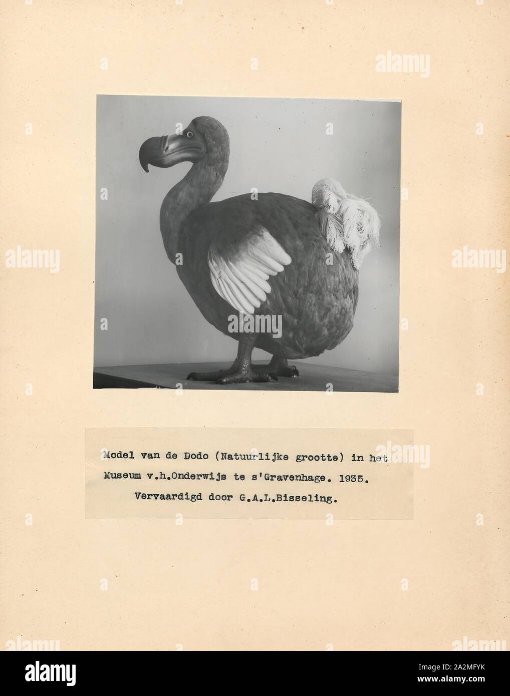Didus ineptus, Imprimer, le dodo (Raphus cucullatus) est une espèce d'oiseau qui est endémique à l'île Maurice, à l'Est de Madagascar dans l'Océan Indien. Le dodo est le plus proche parent génétique était la aussi disparue, le solitaire de Rodrigues deux formant la sous-famille des Raphinae de la famille des pigeons et tourterelles. Le plus proche parent encore vivant du dodo est le pigeon. Un livre blanc a été dodo une fois que suppose l'existence sur l'île voisine de la réunion, mais c'est pensé pour avoir été la confusion sur la base ibis de la réunion et de peintures de dodos blanc Banque D'Images