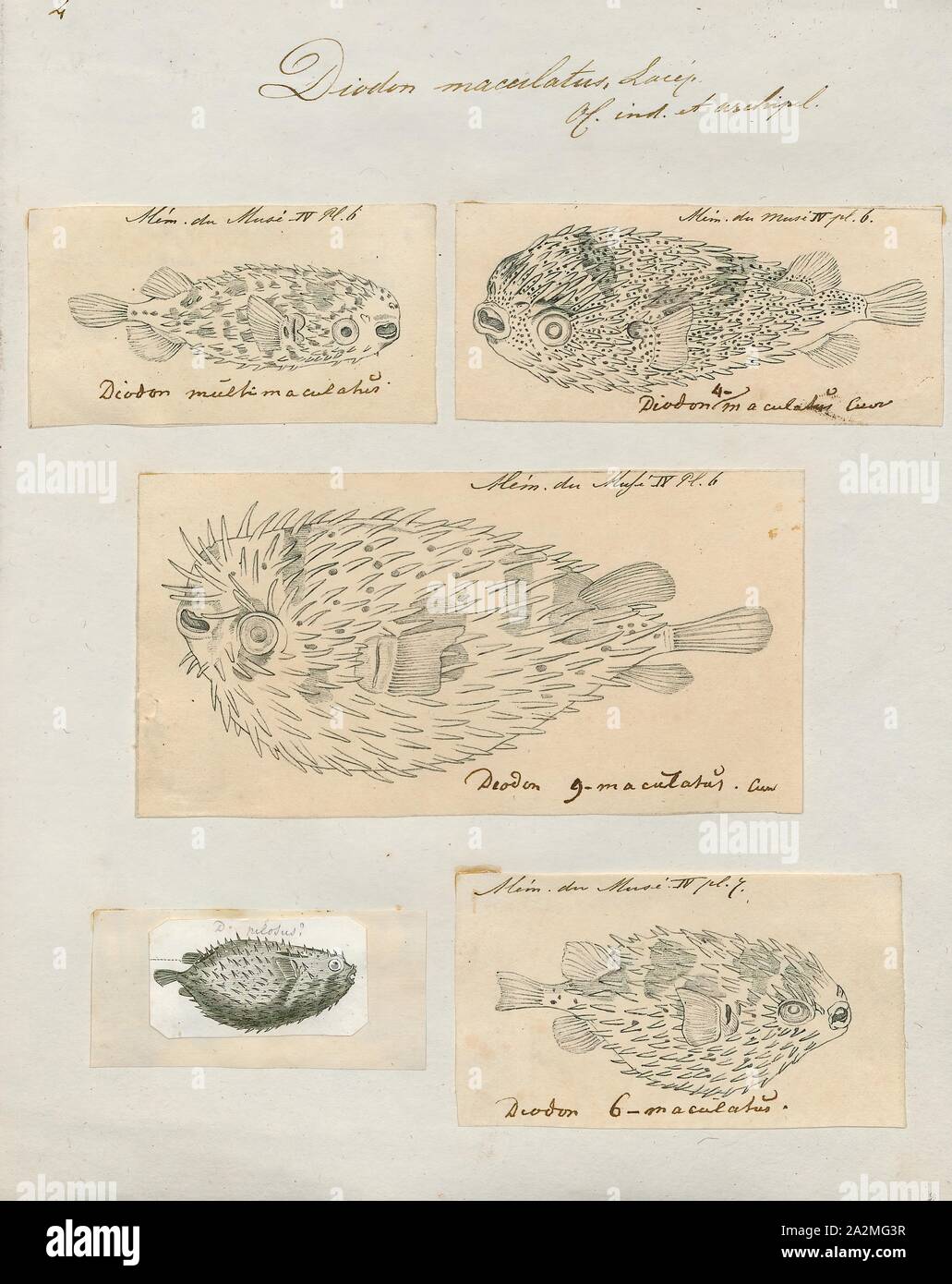Diodon maculatus, Imprimer, 1700-1880 Banque D'Images