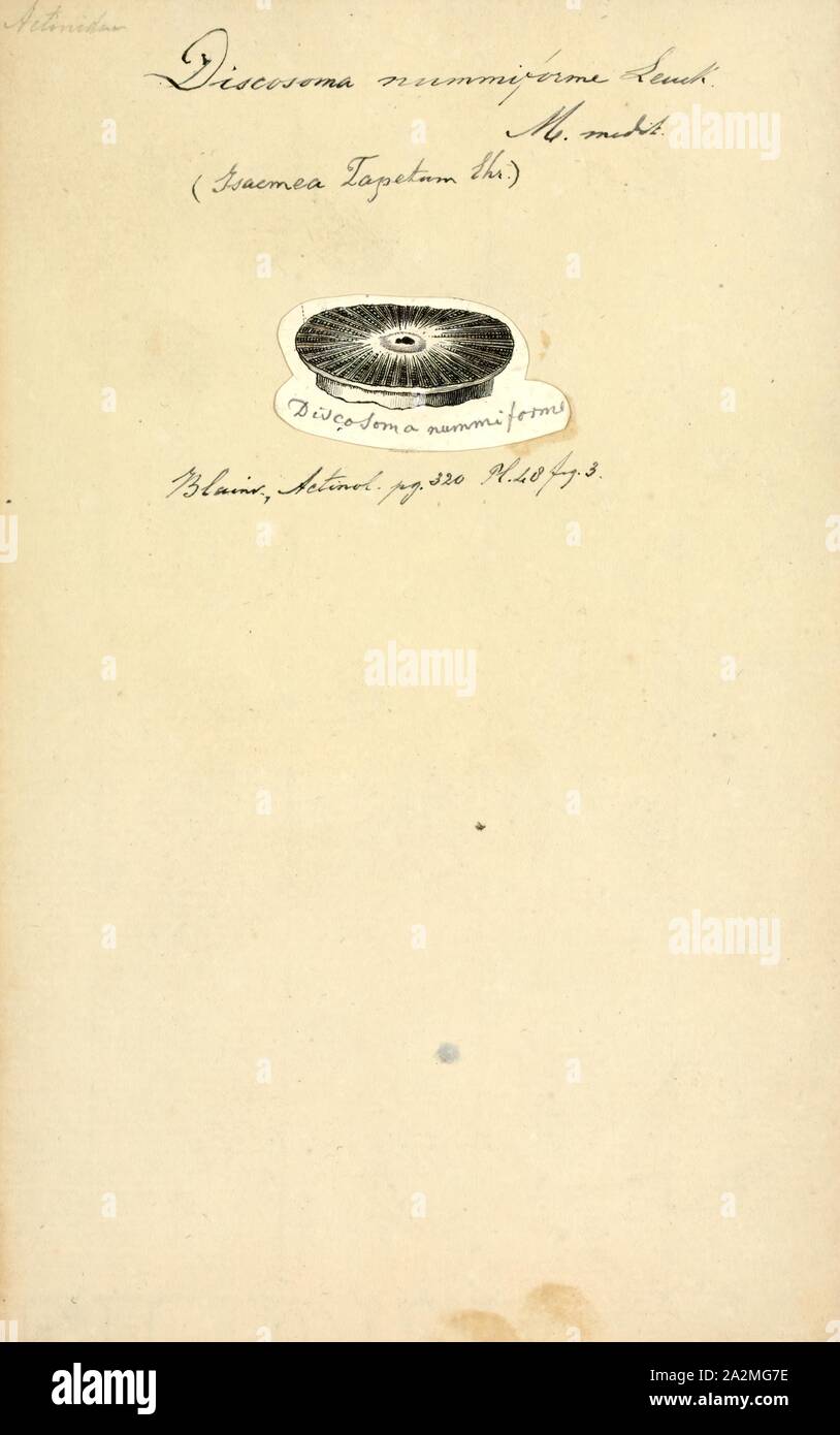 Discosoma Discosoma nummiforme nummiforme, Print,. Discosoma est une espèce de l'ordre des cnidaires Corallimorpharia. Noms communs pour le genre : Anémone Anémone disque, de champignons et de champignons à oreilles d'éléphant Banque D'Images