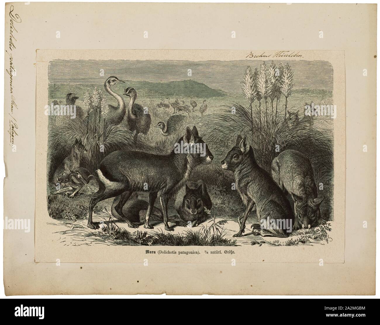 Dolichotis patagonica, Imprimer, Mara (mammifère), les maras sont un genre (Dolichotis) de la famille de Cavia rongeurs. Ils sont les seuls représentants de l'espèce de la sous-famille des Dolichotinae. Ces grandes familles de cobayes sont communs dans les steppes de Patagonie de l'Argentine, mais aussi vivre au Paraguay et ailleurs en Amérique du Sud. Maras sont le quatrième plus gros rongeur du monde, après les capybaras, des castors et des porcs-épics, atteignant environ 45 cm (18 po) de hauteur., 1700-1880 Banque D'Images