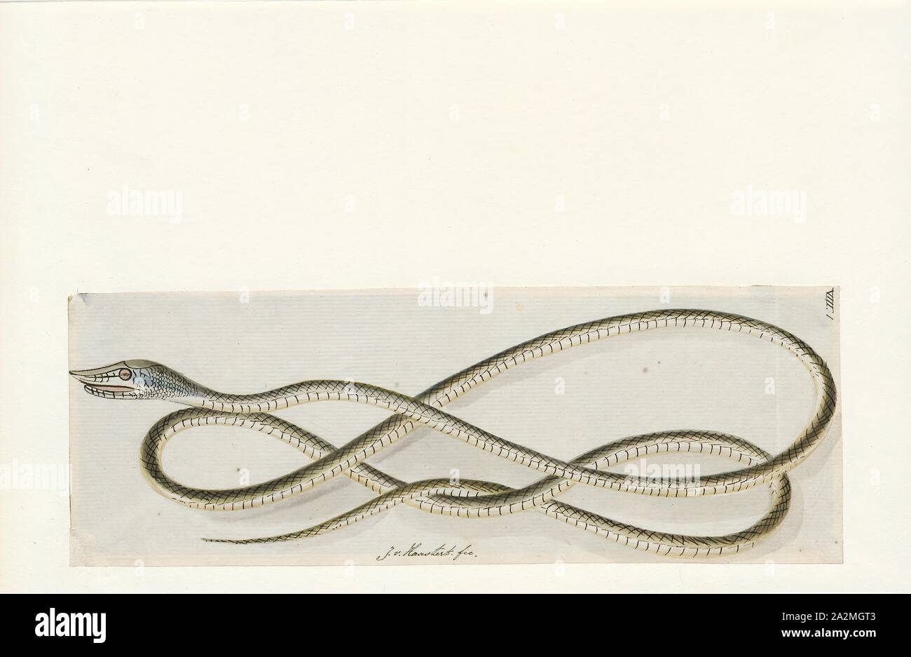 Dryophis Ahaetulla mycterizans, Imprimer, nasuta, également connu sous le nom de serpent de vigne communes et Whip bec long serpent, est un mince serpent vert trouvés en Inde, Sri Lanka, Bangladesh, Birmanie, Thaïlande, Cambodge et Vietnam, 1753-1834. Banque D'Images