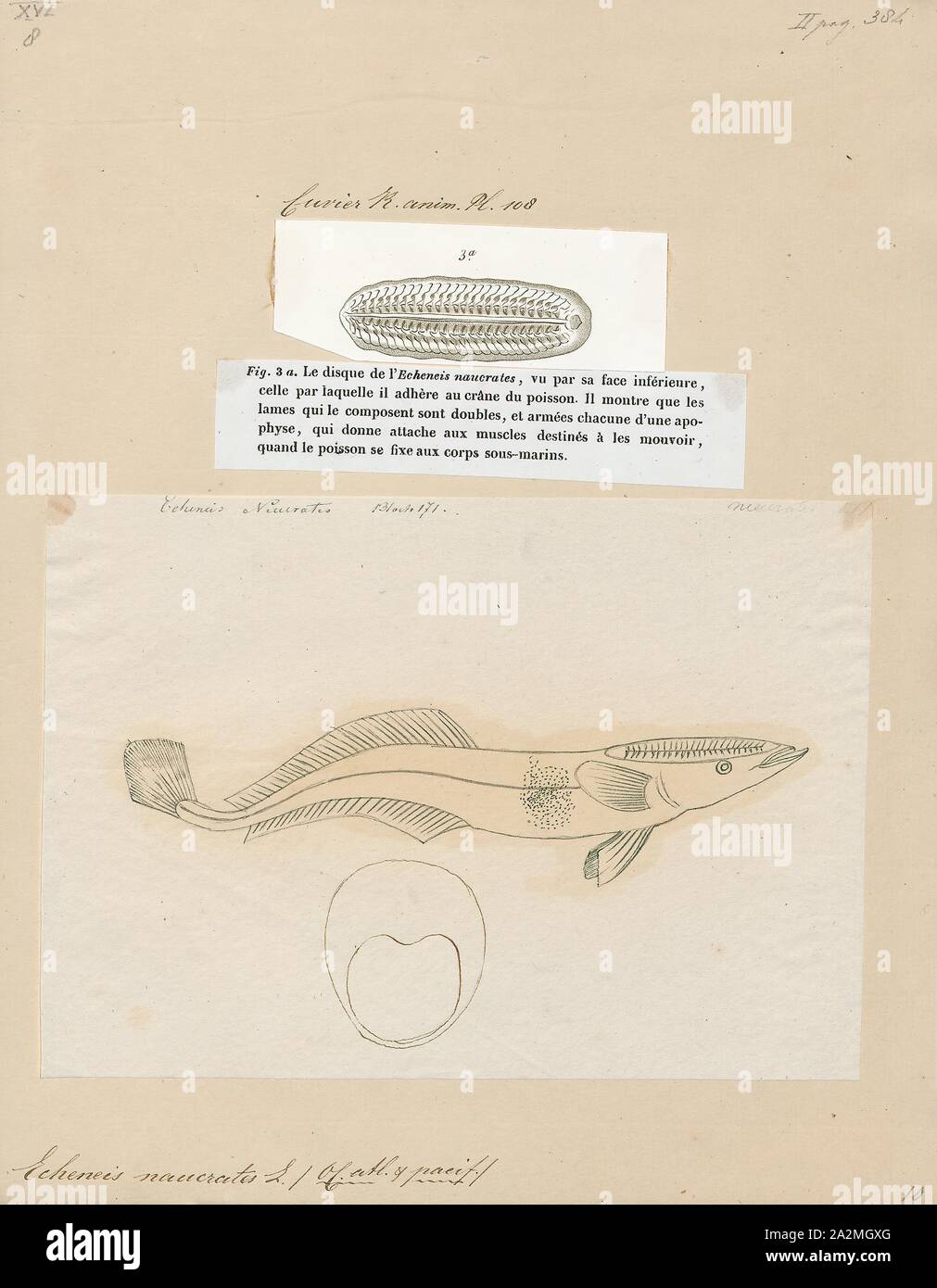 Echeneis naucrates, Imprimer, le vivre ou sharksucker sharksucker mince (Echeneis naucrates) est une espèce de poisson marin de la famille des Echeneidae, les remoras, 1700-1880. Banque D'Images