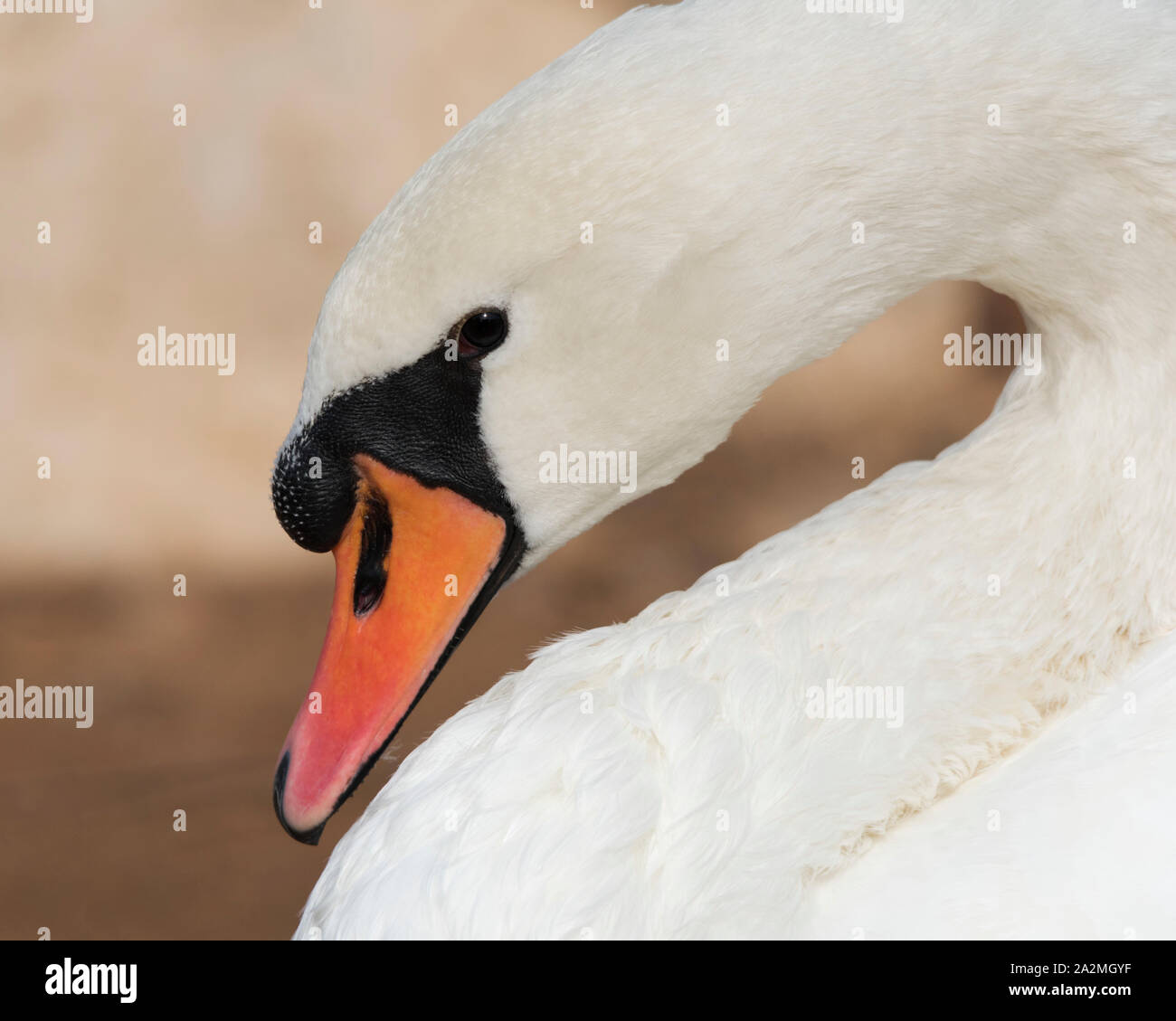 Cygne muet close up Banque D'Images