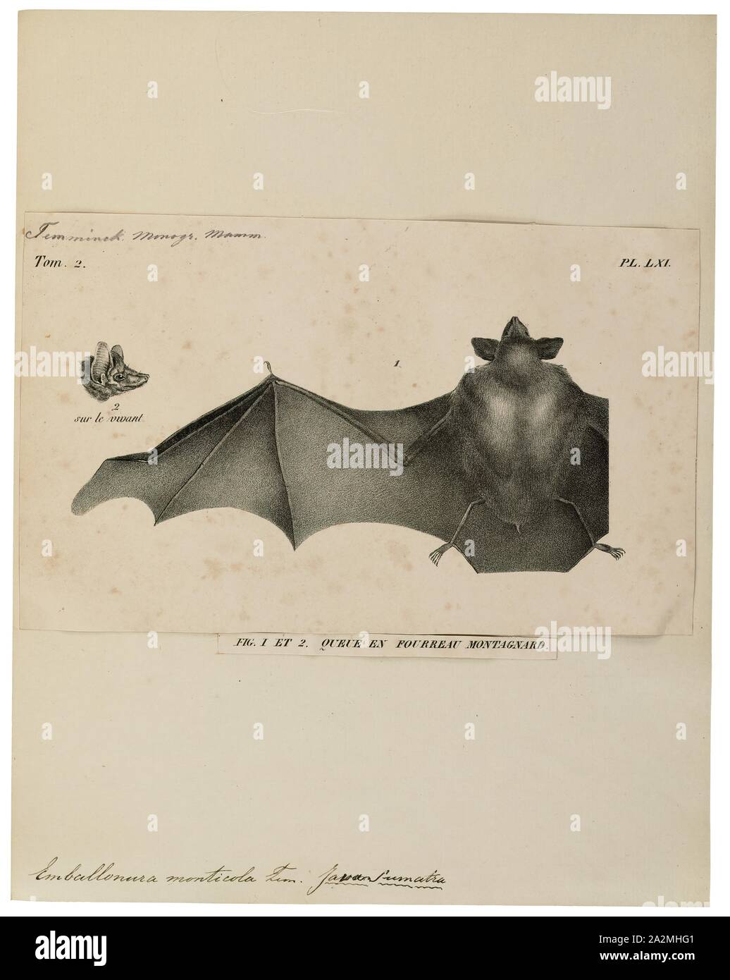 Emballonura monticola, Imprimer, la petite chauve-souris à queue de gaine (Emballonura monticola) est une espèce de sac-winged bat dans la famille Emballonuridae. Il est constaté dans la péninsule malaise (y compris le Myanmar et la Thaïlande), Bornéo (Indonésie et Malaisie), et beaucoup d'autres parties de l'archipel indonésien (p. ex., Sulawesi, Java, Sumatra). C'est localement menacée par la perte d'habitat., 1700-1880 Banque D'Images