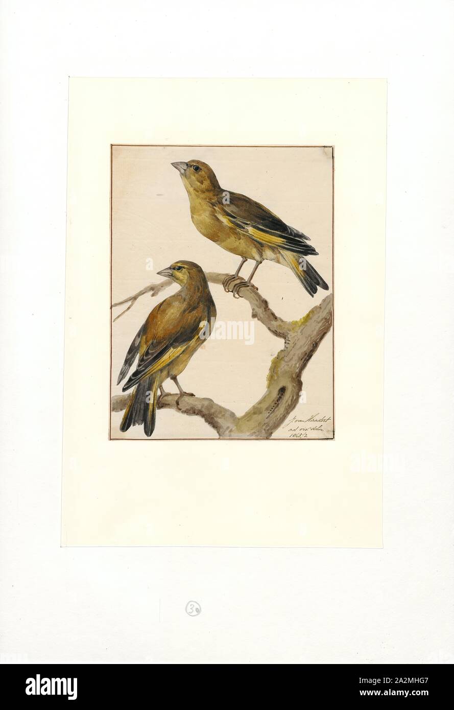 Emberiza chloris, Imprimer, Bunting (oiseau), les bruants sont un groupe d'oiseaux passereaux du vieux monde formant le genre Emberiza, le seul genre de la famille des Emberizidae. Ils sont oiseaux granivores avec stubby, coniques, 1753-1834. Banque D'Images
