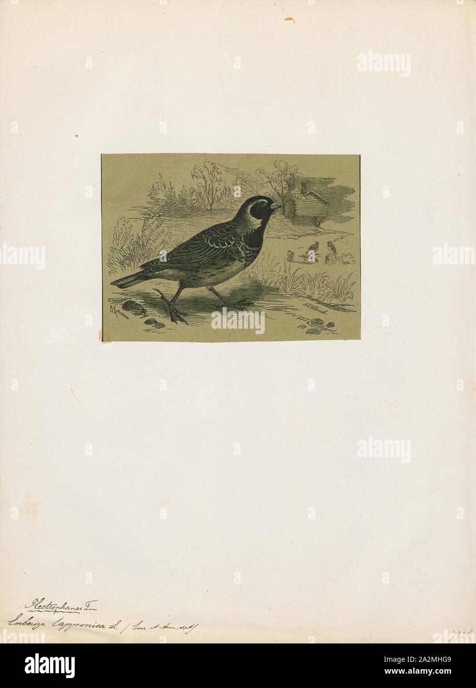 Emberiza lapponica, Imprimer, Bunting (oiseau), les bruants sont un groupe d'oiseaux passereaux du vieux monde formant le genre Emberiza, le seul genre de la famille des Emberizidae. Ils sont oiseaux granivores avec stubby, coniques, 1700-1880. Banque D'Images