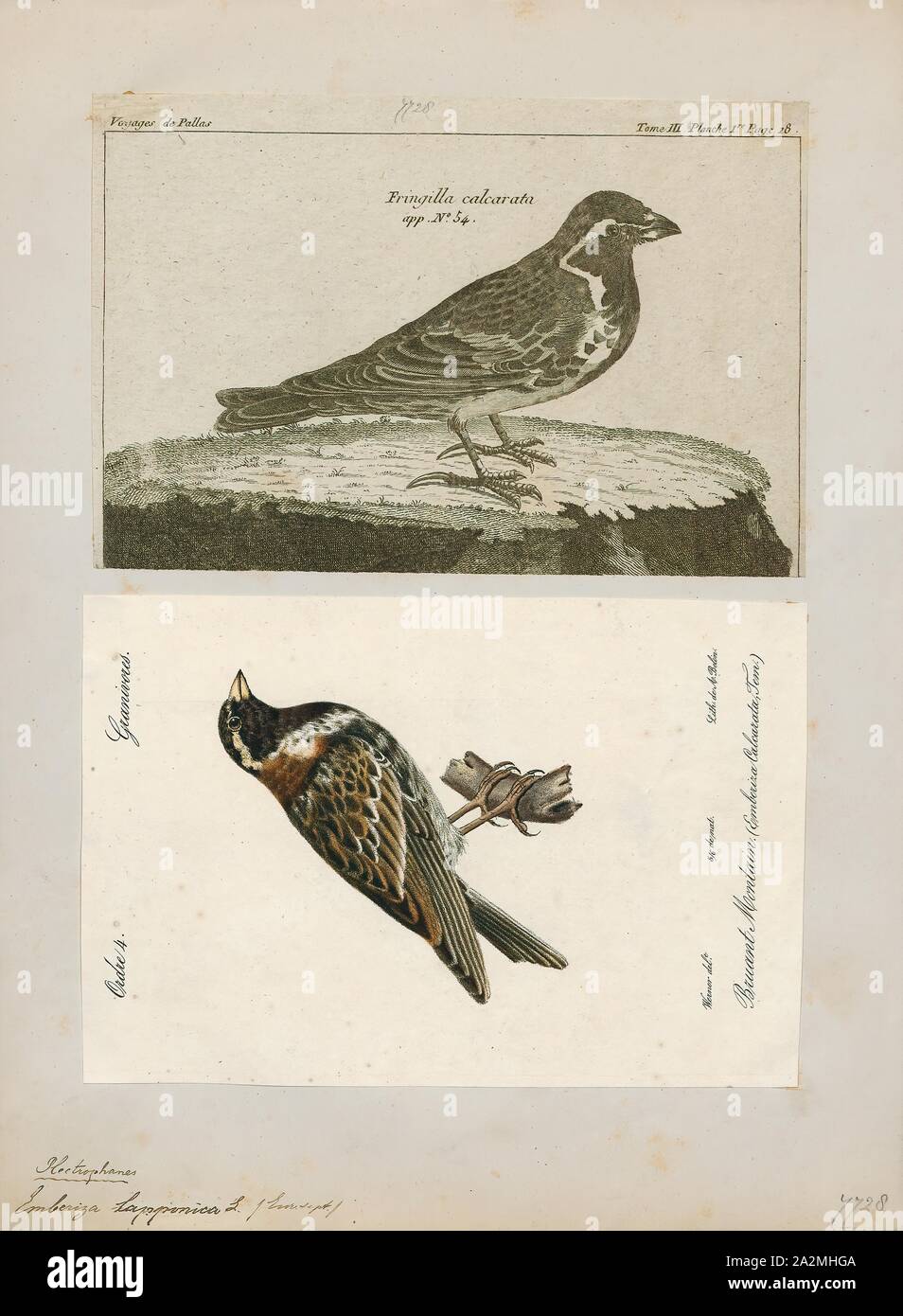 Emberiza lapponica, Imprimer, Bunting (oiseau), les bruants sont un groupe d'oiseaux passereaux du vieux monde formant le genre Emberiza, le seul genre de la famille des Emberizidae. Ils sont oiseaux granivores avec stubby, coniques, 1700-1880. Banque D'Images