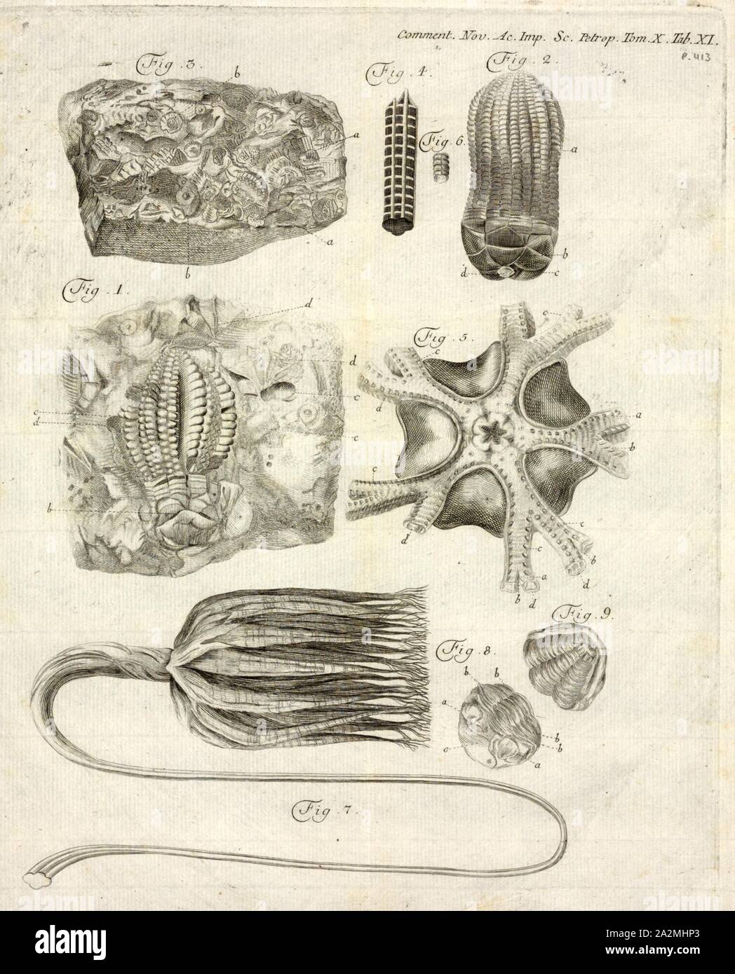 Encrinus spec., Imprimer, Encrinus est un genre de crinoïdes, et 'l'un des plus célèbres'. Il a vécu pendant le Trias moyen, et ses fossiles ont été trouvés en Europe Banque D'Images